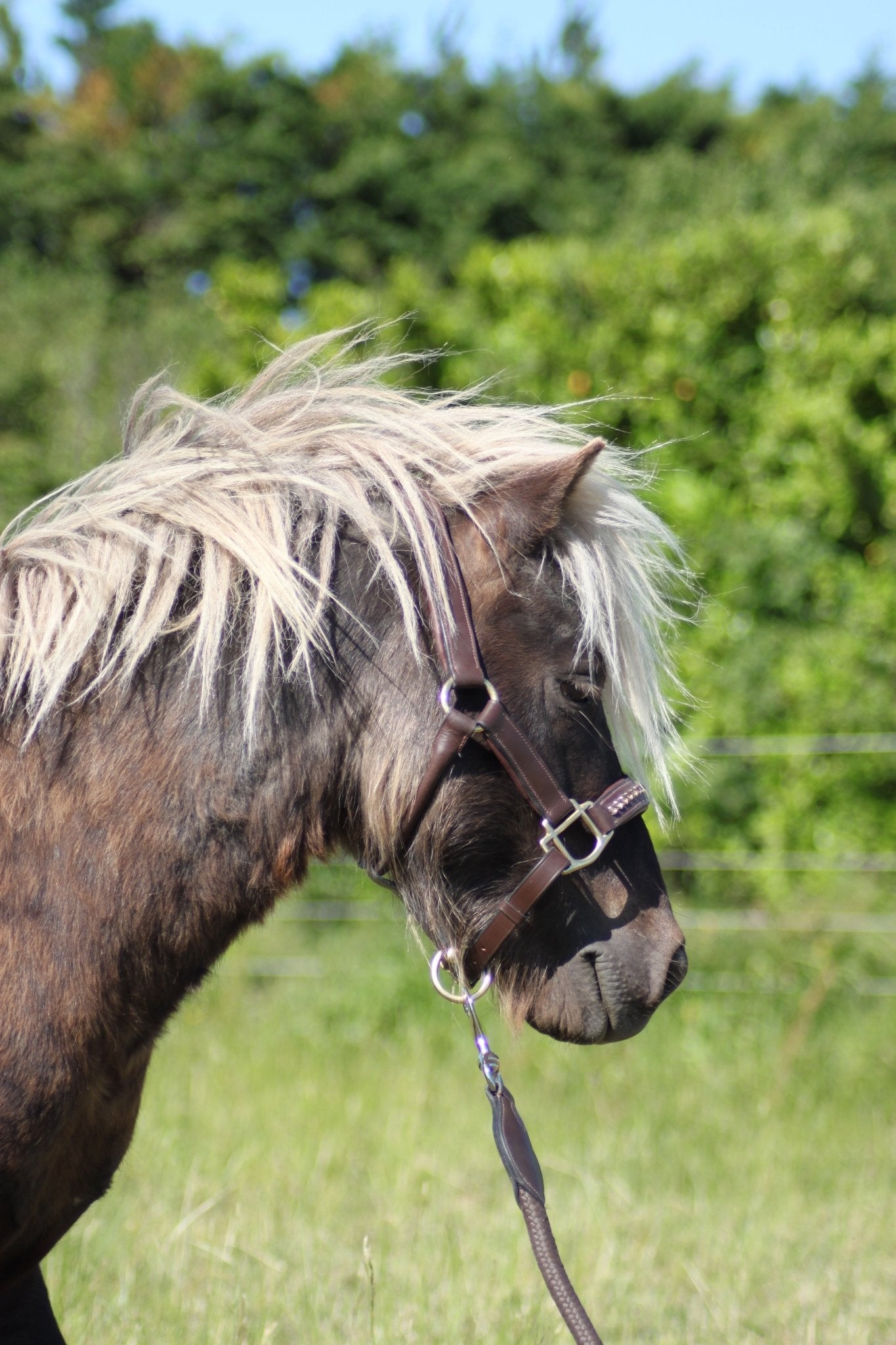 Licol cuir et strass marron poney / shetland - equipassion - boutique