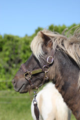 Licol cuir et strass marron poney / shetland - equipassion - boutique