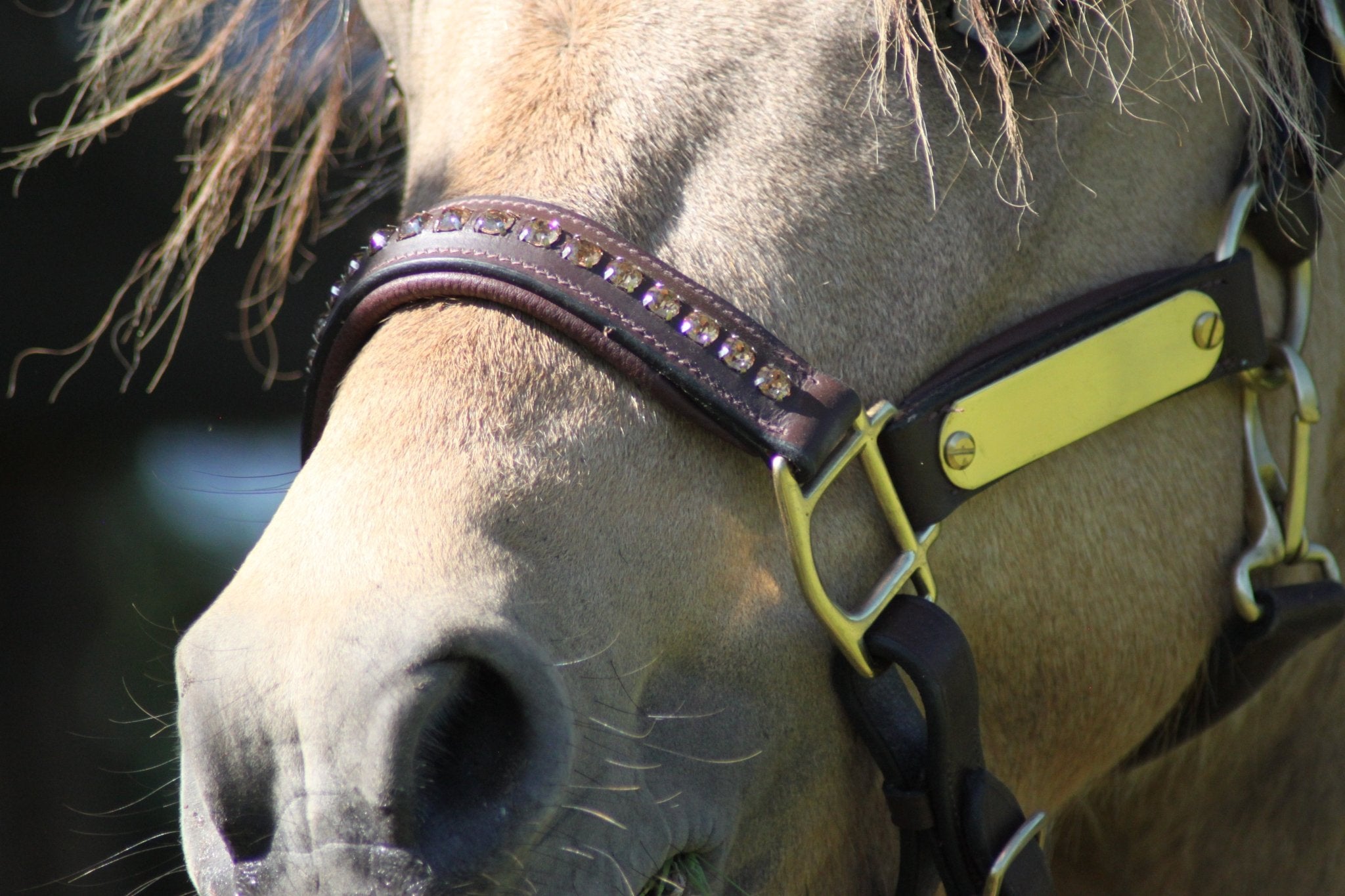 Licol cuir et strass marron poney / shetland - equipassion - boutique