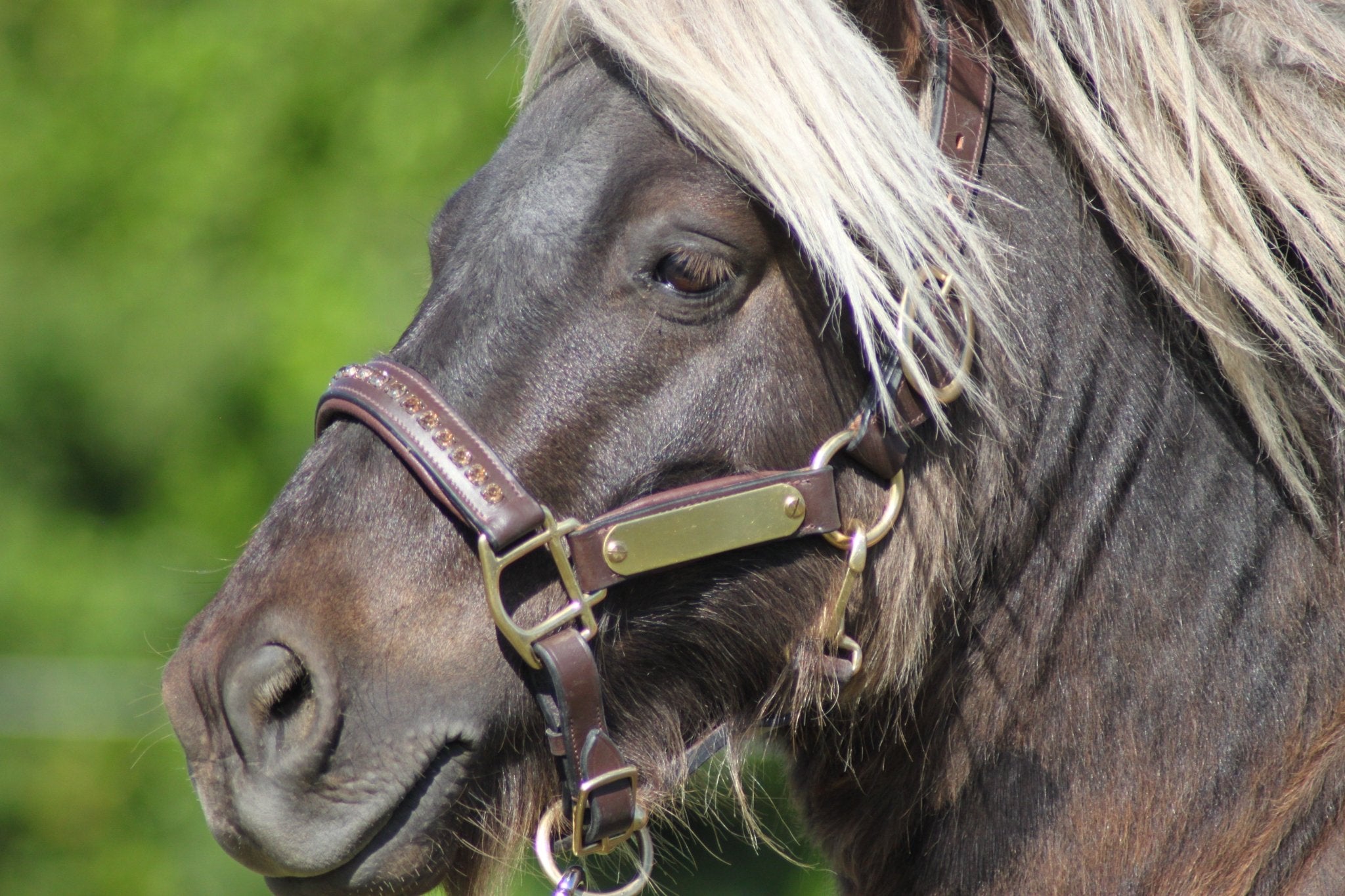 Licol cuir et strass marron poney / shetland - equipassion - boutique