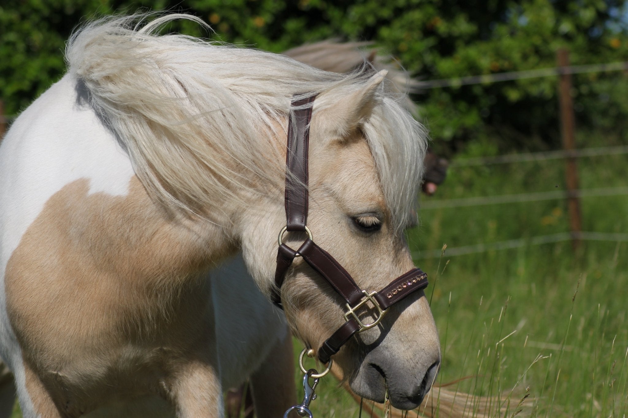 Licol cuir et strass marron poney / shetland - equipassion - boutique