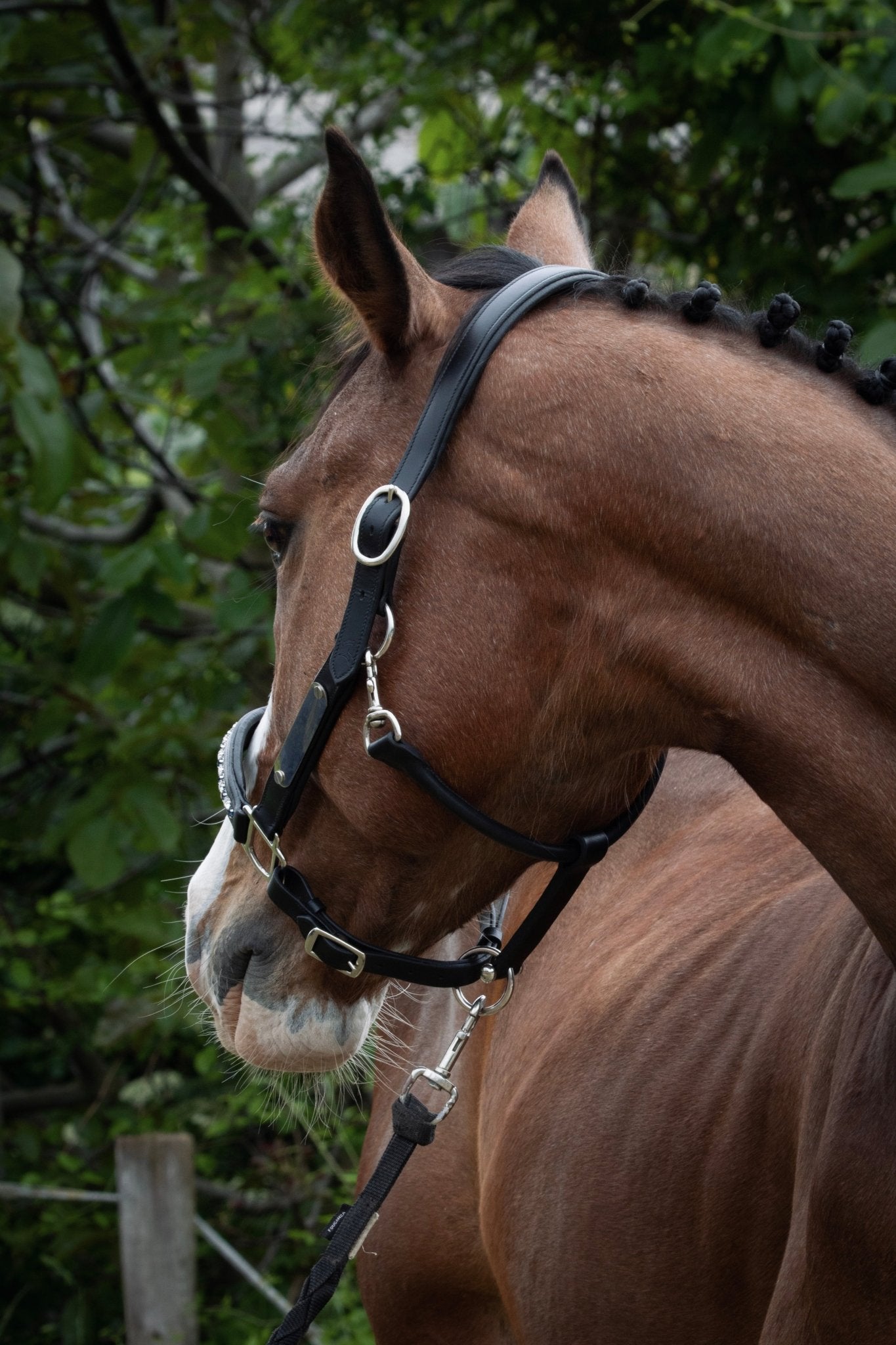 Licol cuir et strass noir cheval - equipassion - boutique