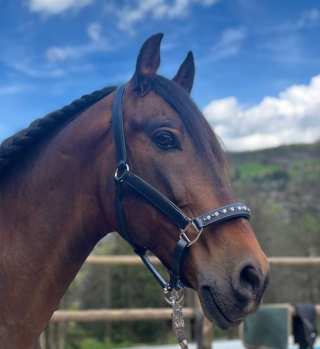 Licol cuir et strass noir cheval - equipassion - boutique
