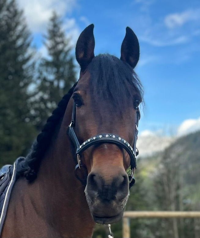 Licol cuir et strass noir cheval - equipassion - boutique