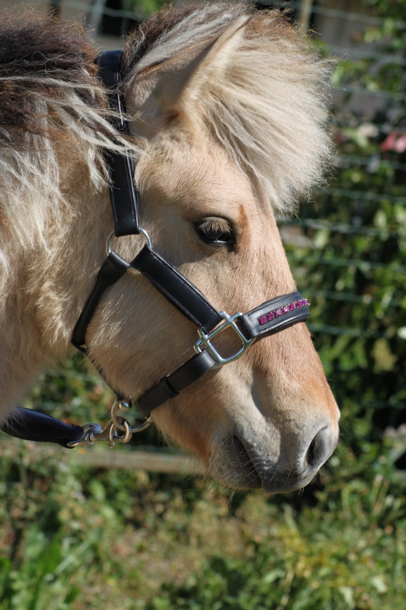 Licol cuir et strass noir poney / shetland - equipassion - boutique