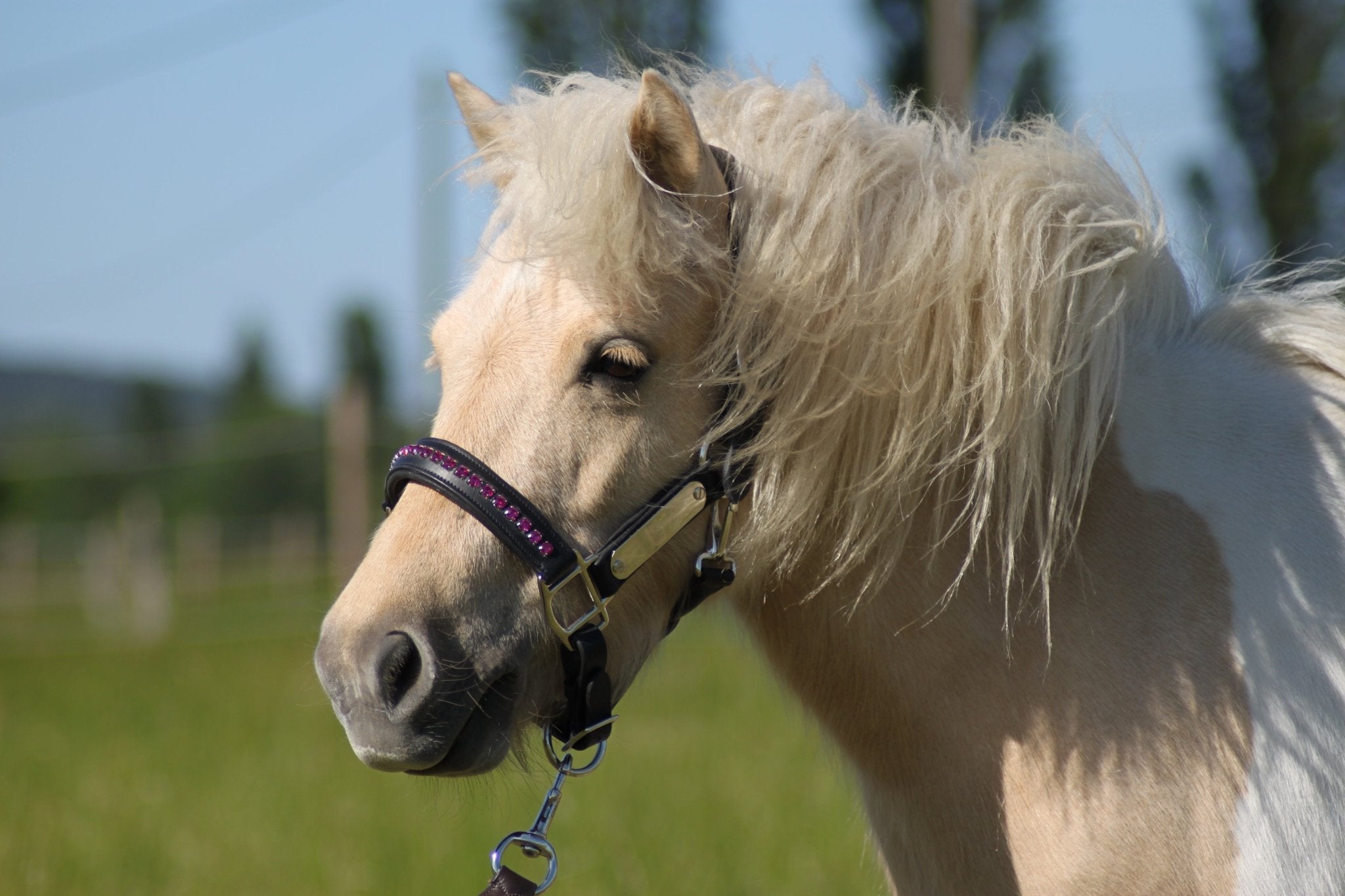 Licol cuir et strass noir poney / shetland - equipassion - boutique