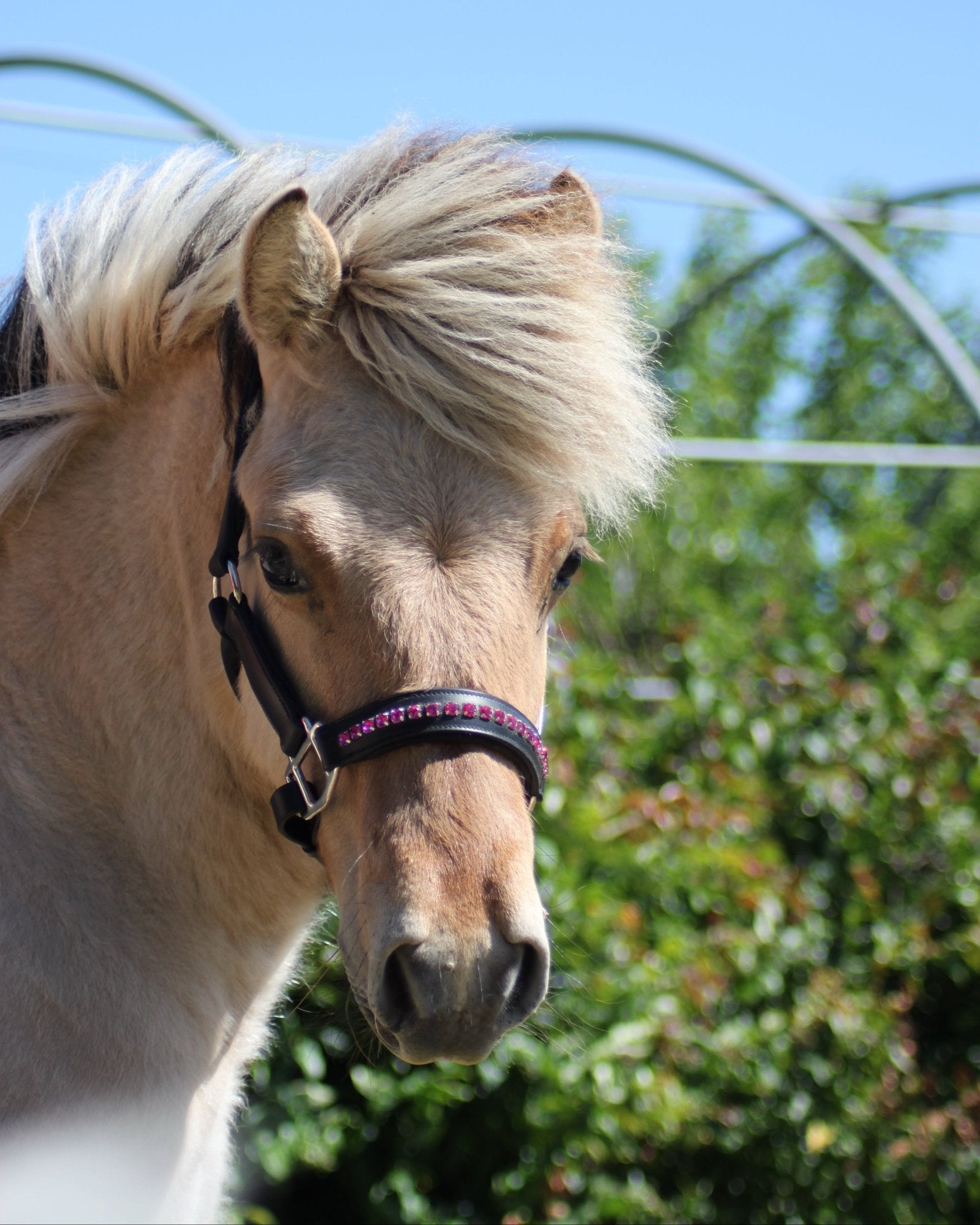 Licol cuir et strass noir poney / shetland - equipassion - boutique