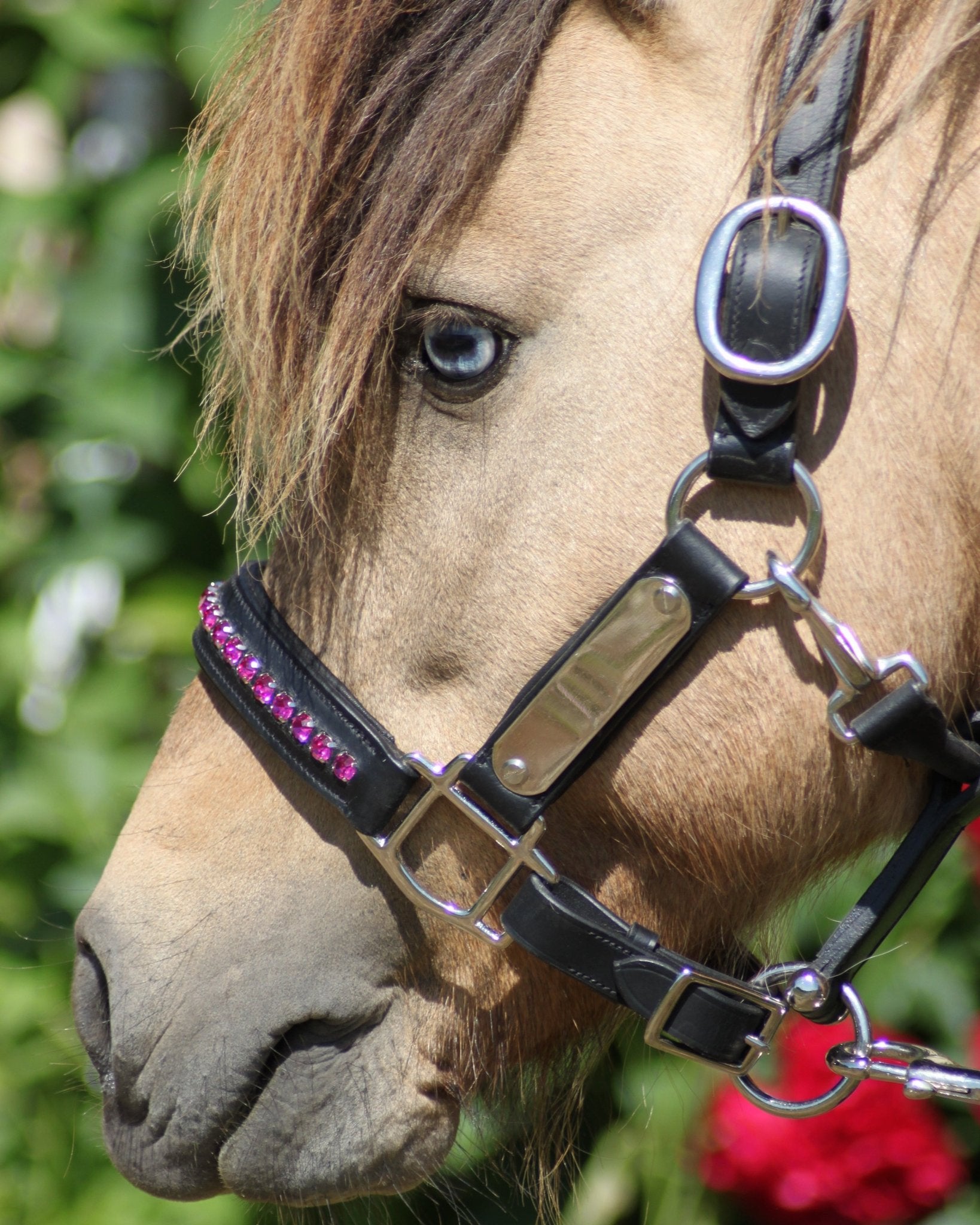 Licol cuir et strass noir poney / shetland - equipassion - boutique