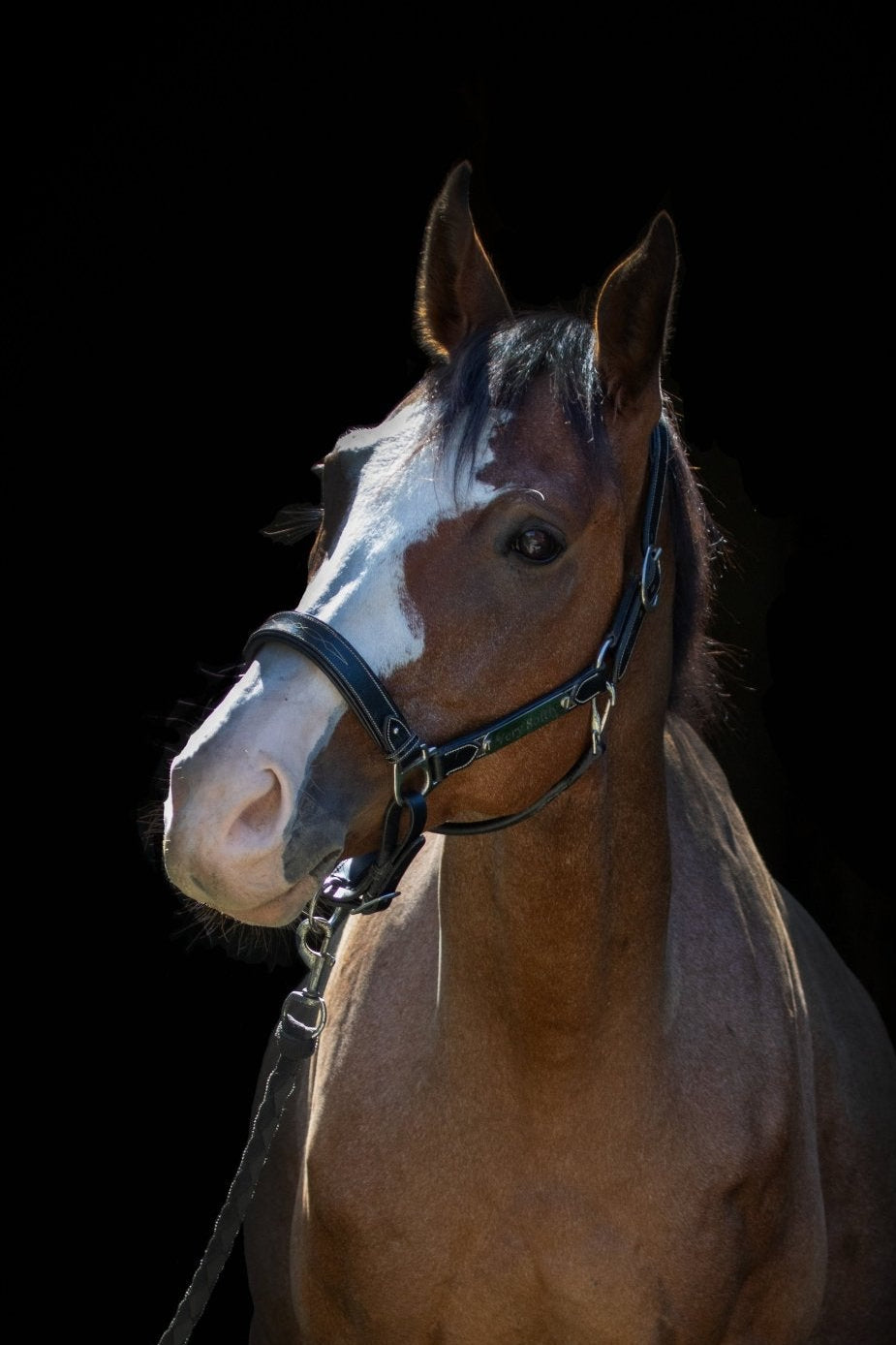 Licol cuir noir cheval élégance - equipassion - boutique