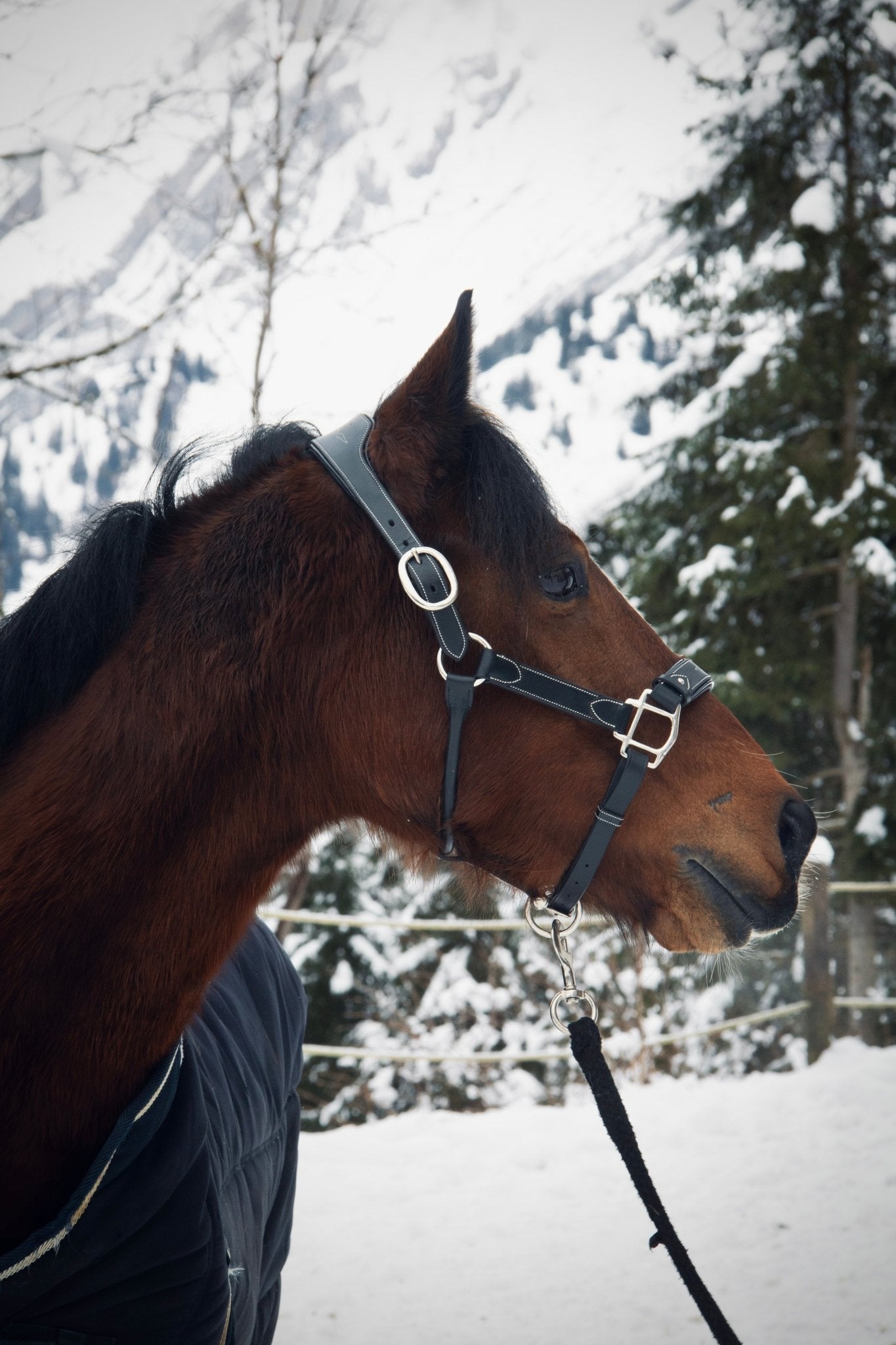 Licol cuir noir poney - equipassion - boutique