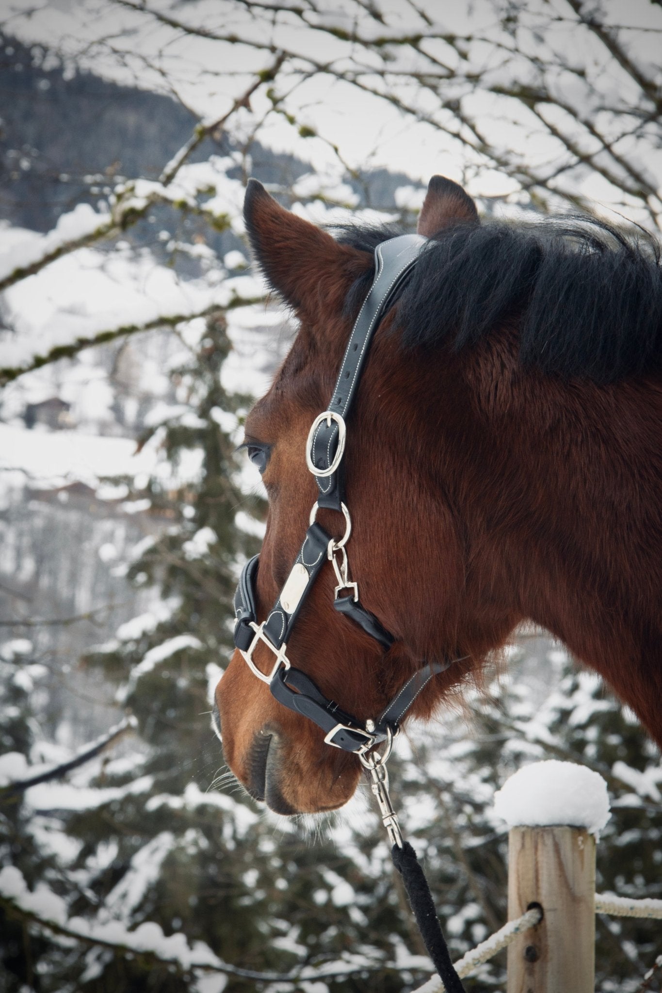 Licol cuir noir poney - equipassion - boutique