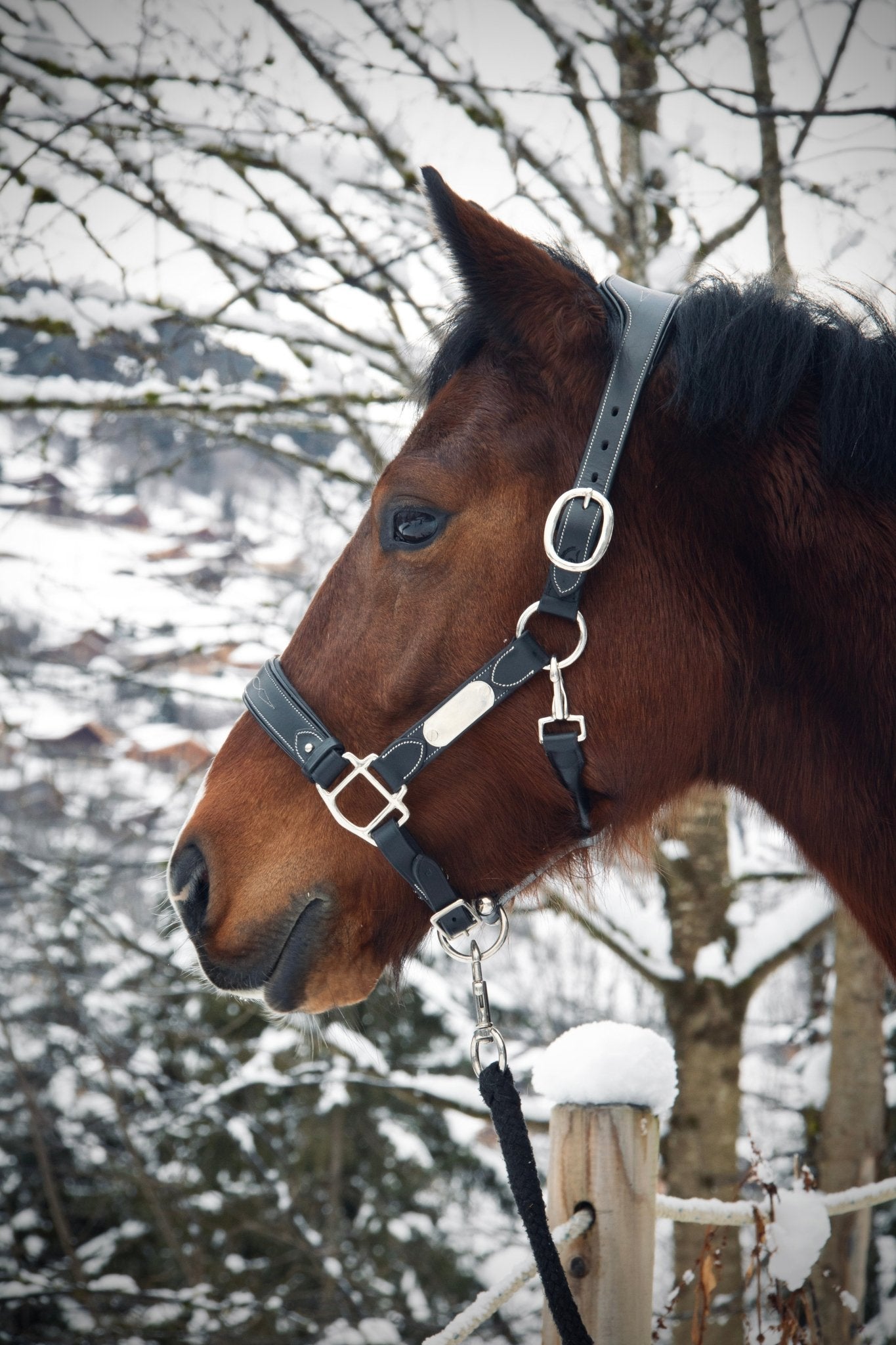 Licol cuir noir poney - equipassion - boutique