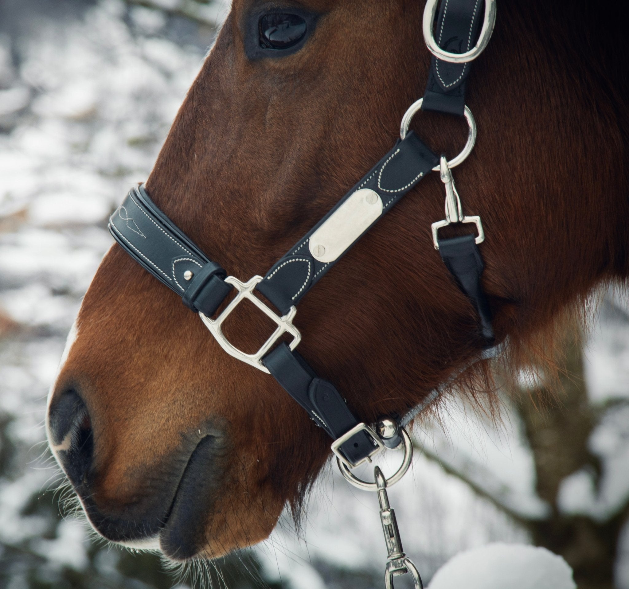 Licol cuir noir poney - equipassion - boutique