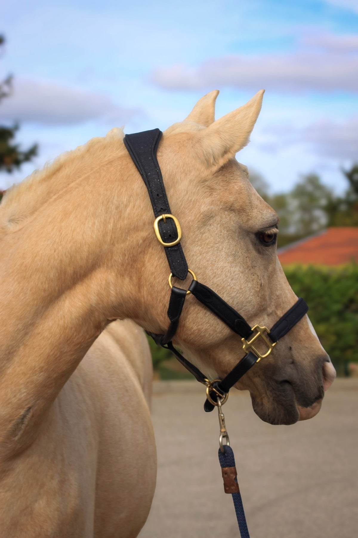 Licol en cuir à paillettes Universe | Equipassion - equipassion-boutique