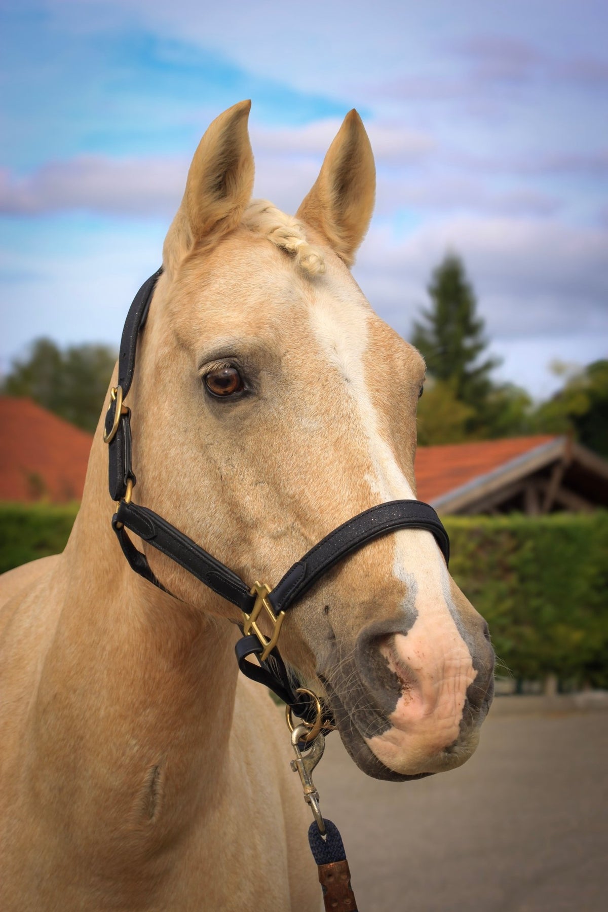 Licol en cuir à paillettes Universe | Equipassion - equipassion-boutique
