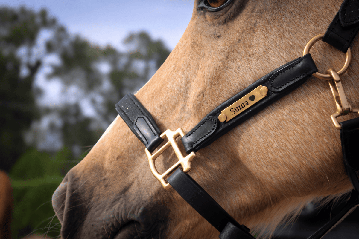 Licol en cuir à paillettes Universe | Equipassion - equipassion-boutique