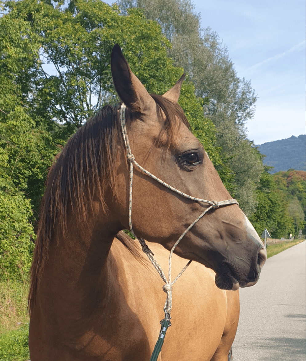 Licol éthologique simple - equipassion - boutique