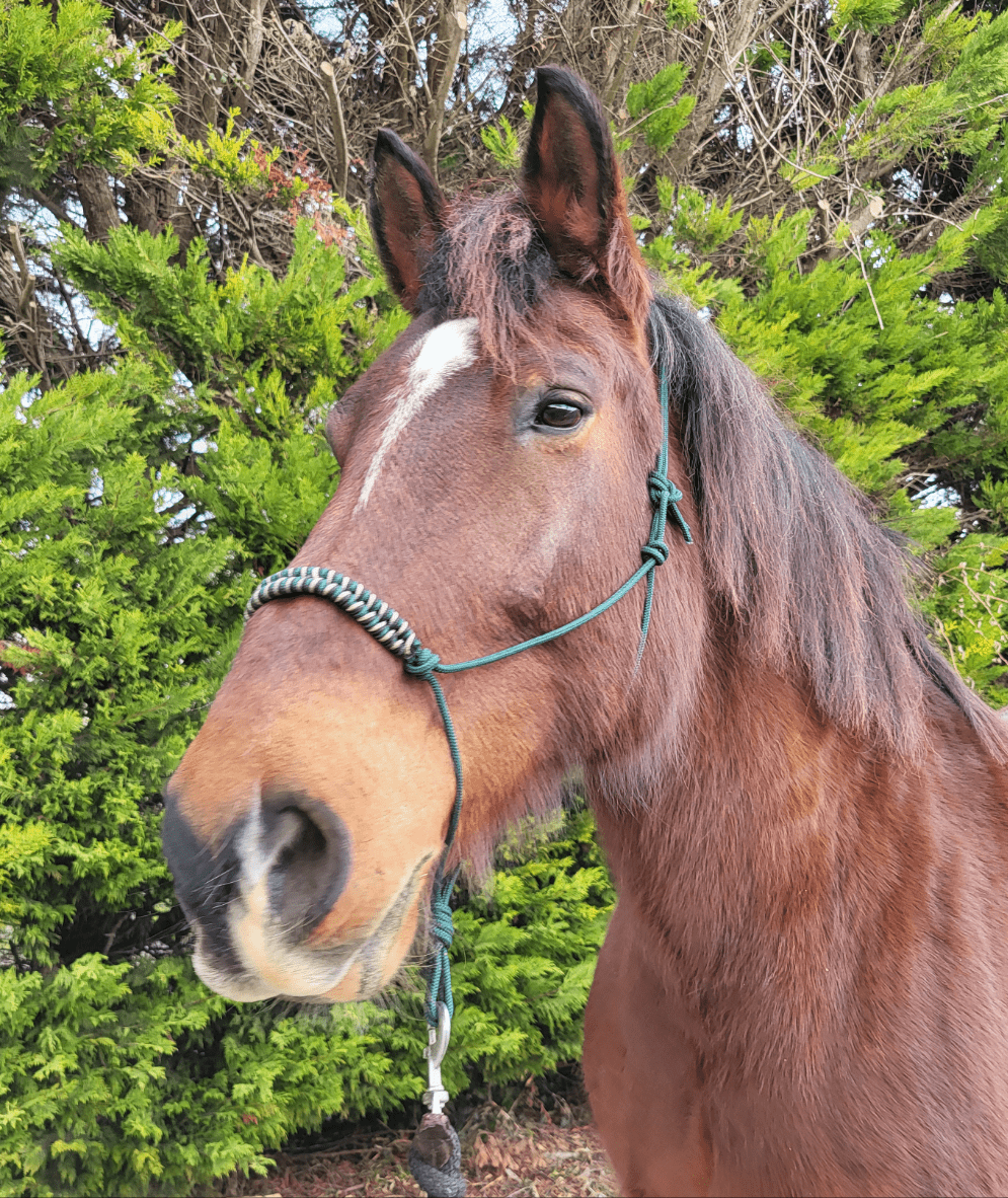 Licol éthologique tressage épi - equipassion - boutique