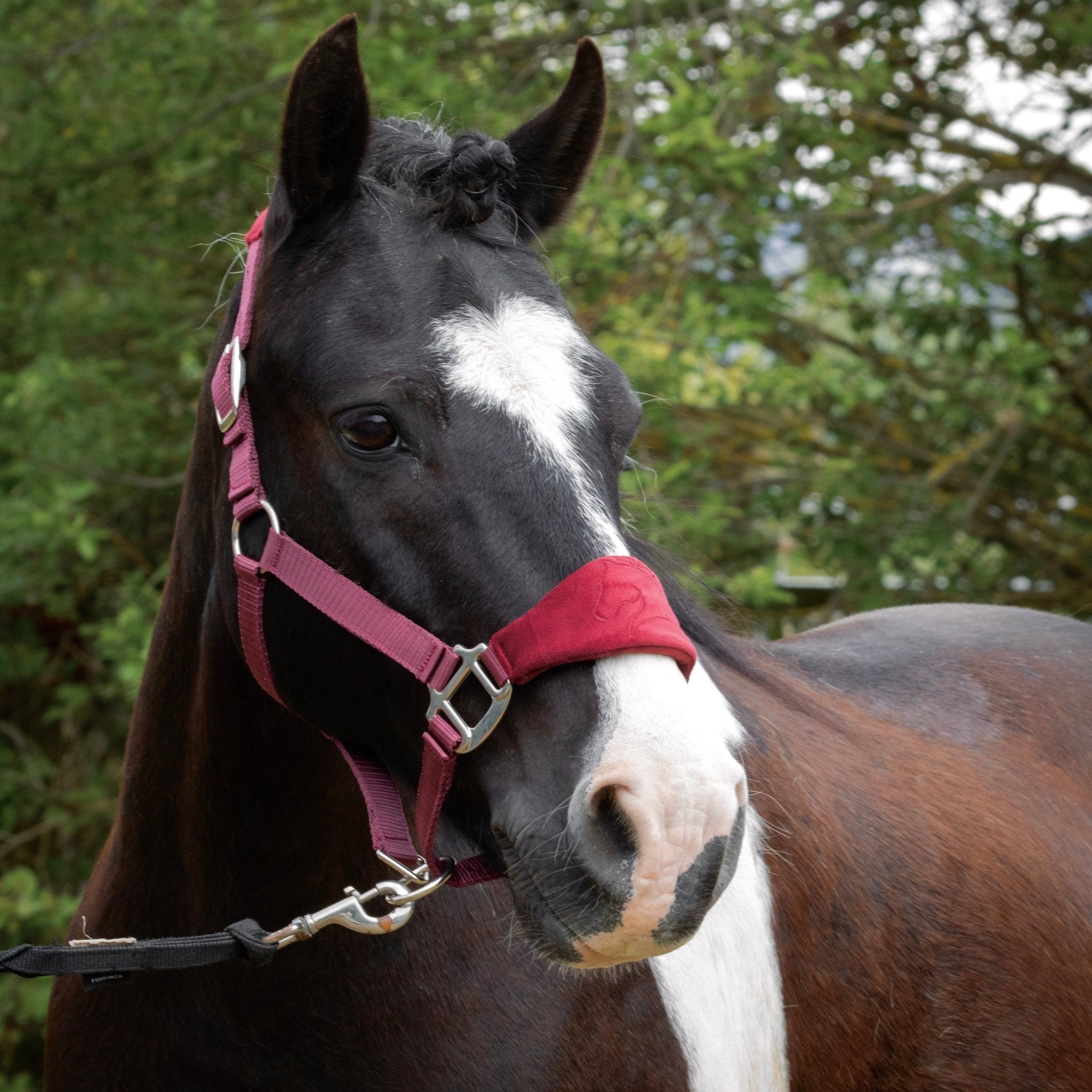 Licol velours bordeaux gravé - equipassion - boutique