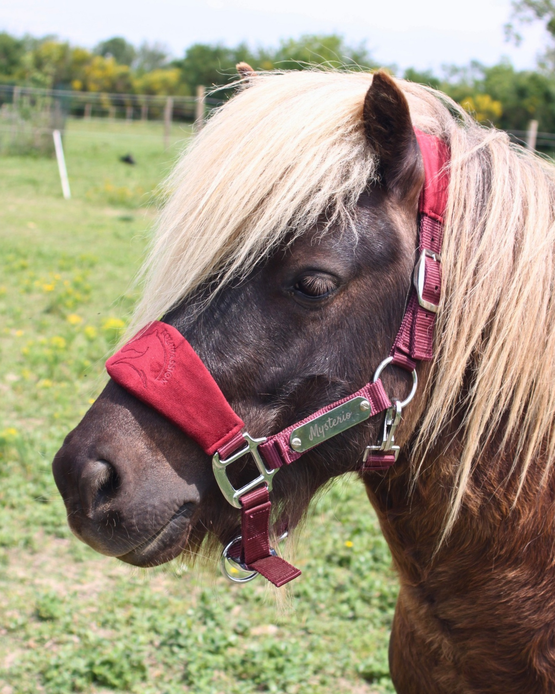 Licol velours bordeaux gravé - equipassion - boutique