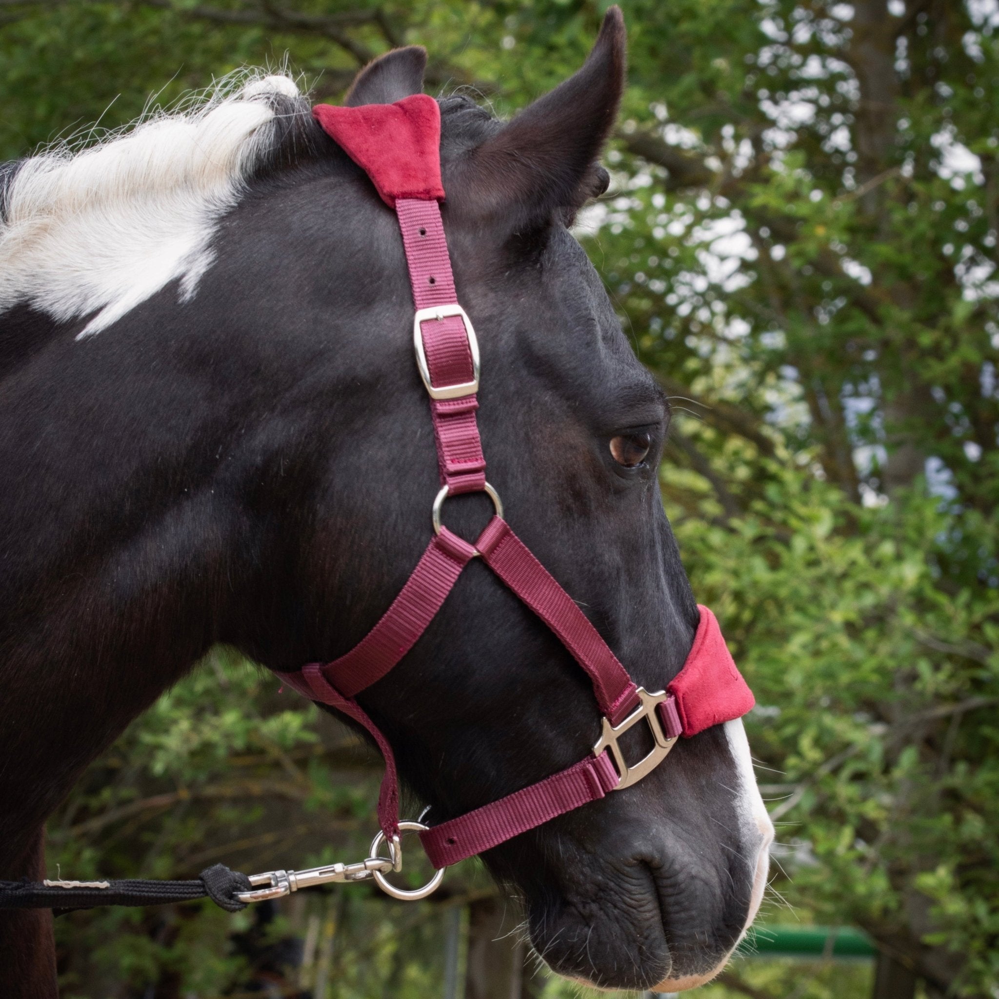 Licol velours bordeaux gravé - equipassion - boutique