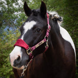 Licol velours bordeaux gravé - equipassion - boutique