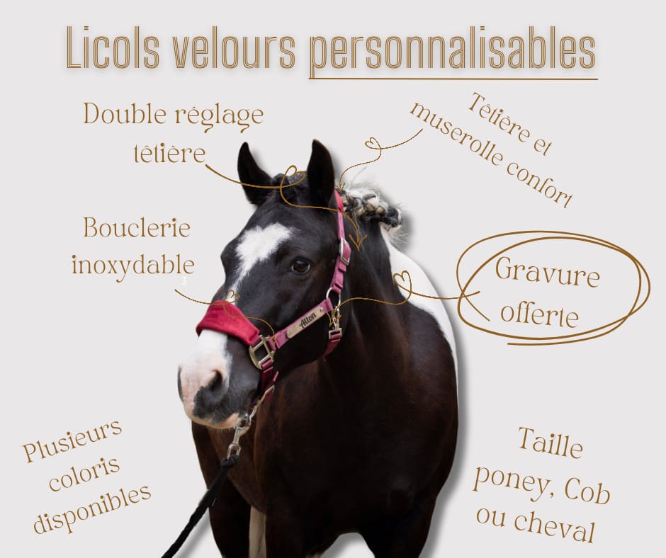Licol velours bordeaux gravé - equipassion - boutique