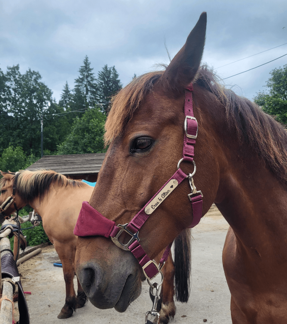 Licol velours bordeaux gravé - equipassion - boutique