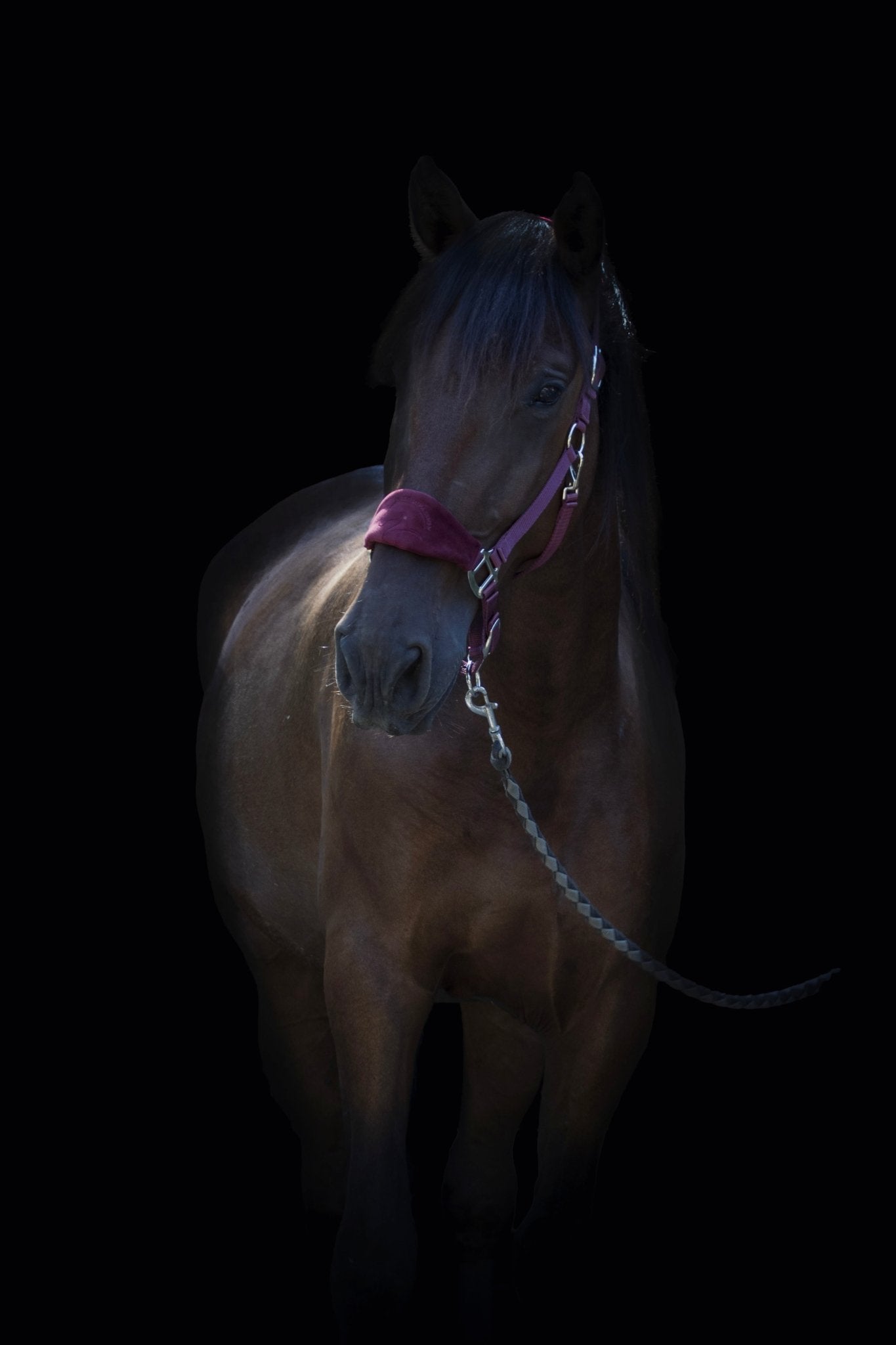 Licol velours bordeaux gravé - equipassion - boutique