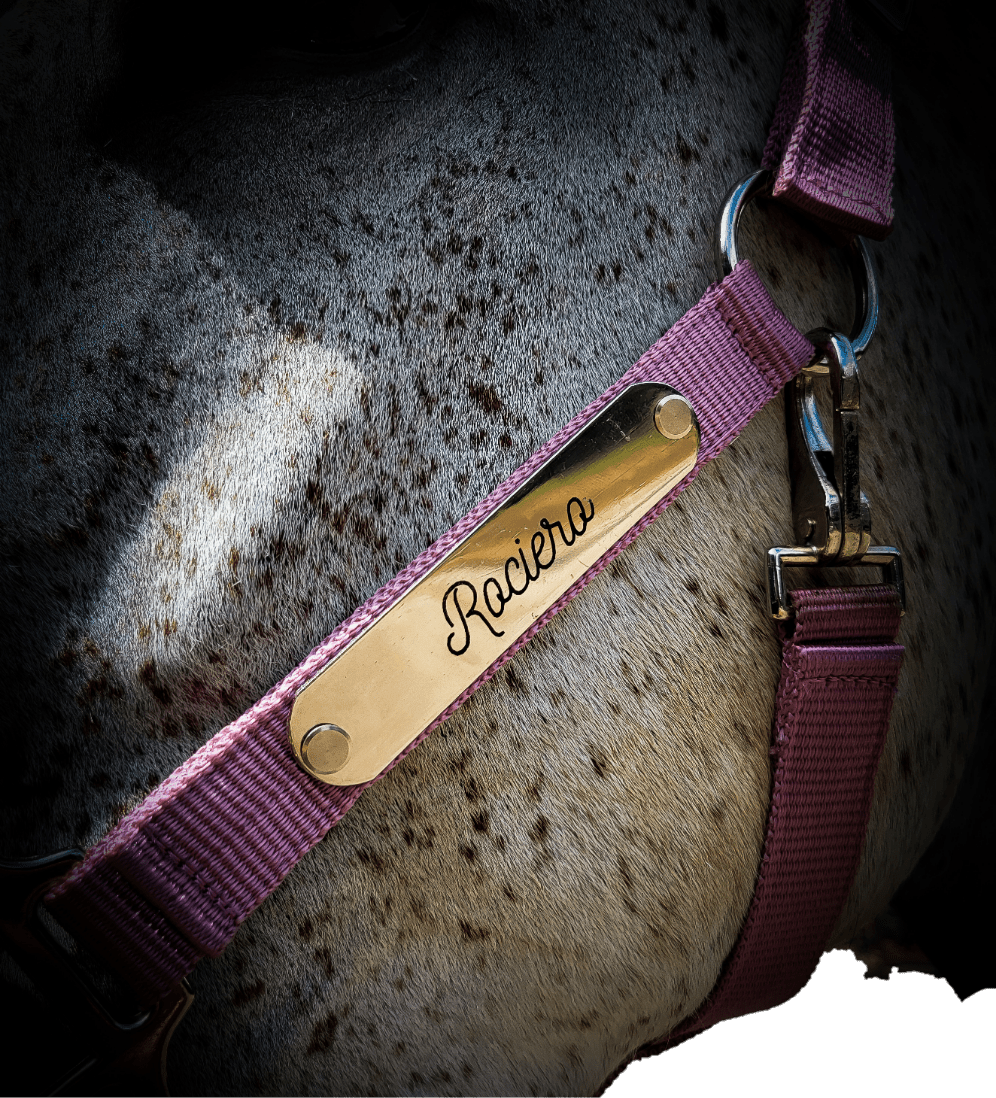 Licol velours noir - equipassion - boutique