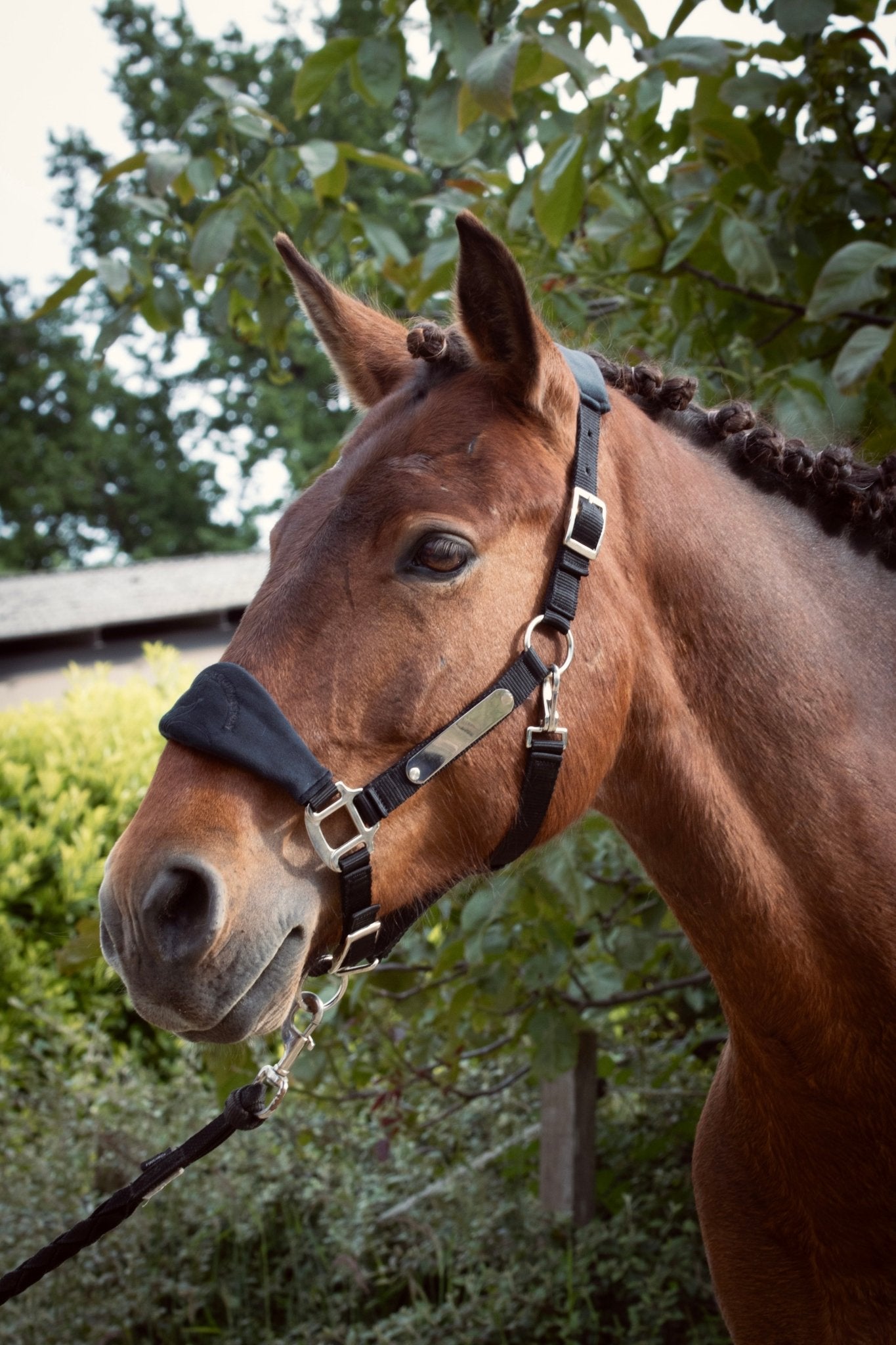 Licol velours noir - equipassion - boutique