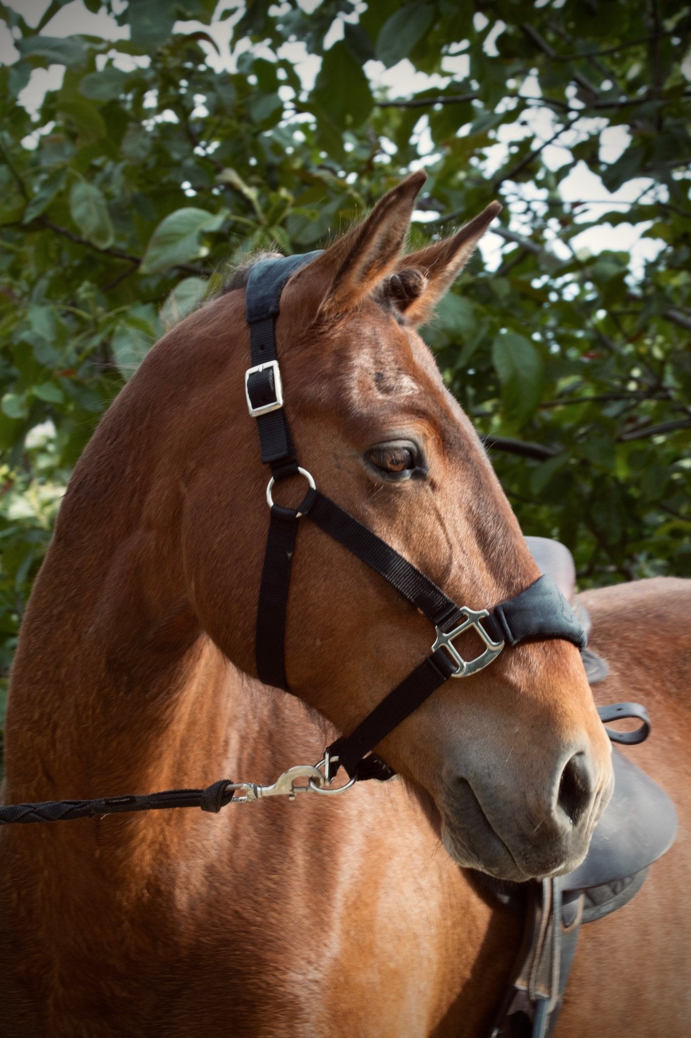 Licol velours noir - equipassion - boutique