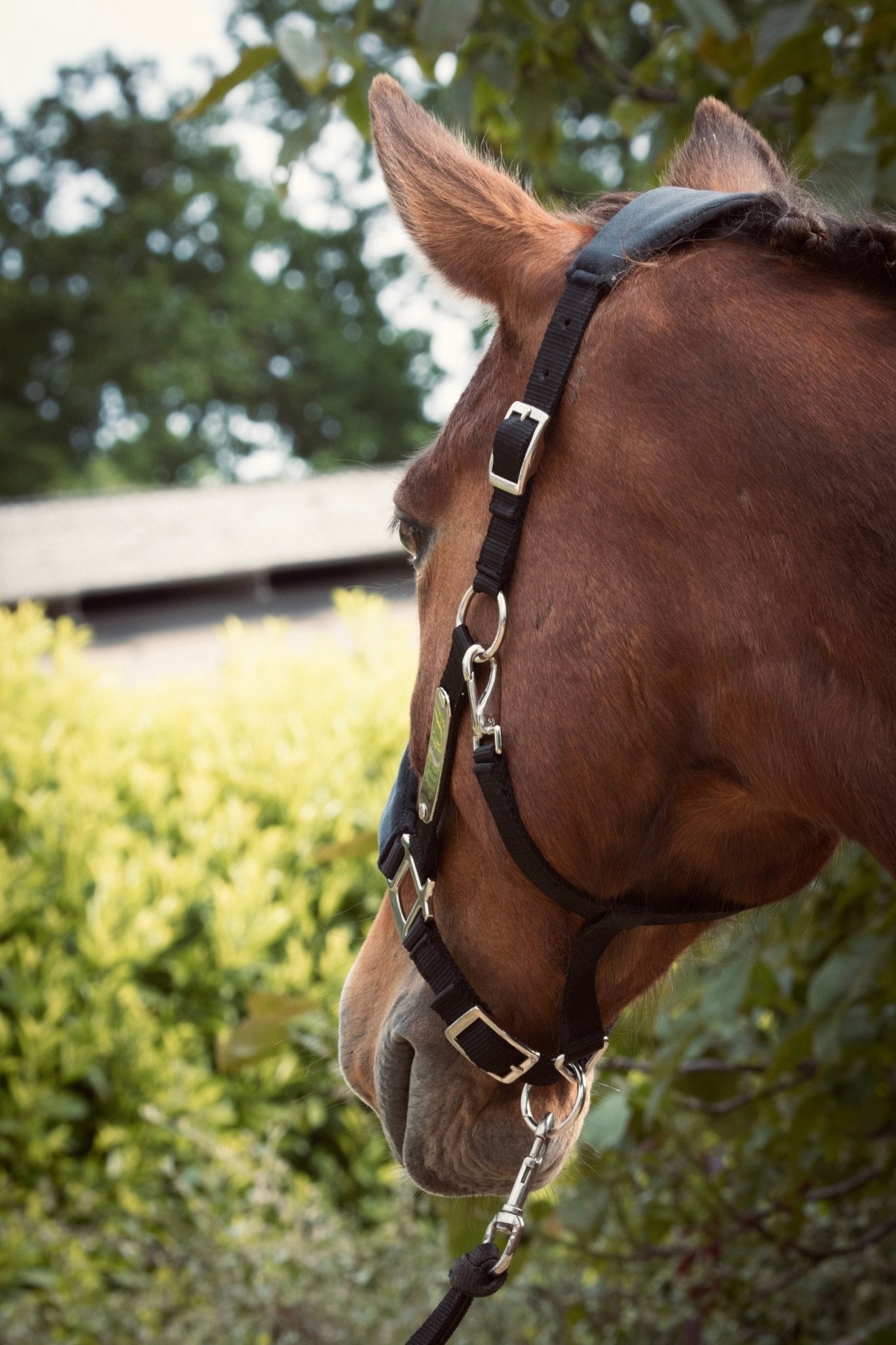 Licol velours noir - equipassion - boutique