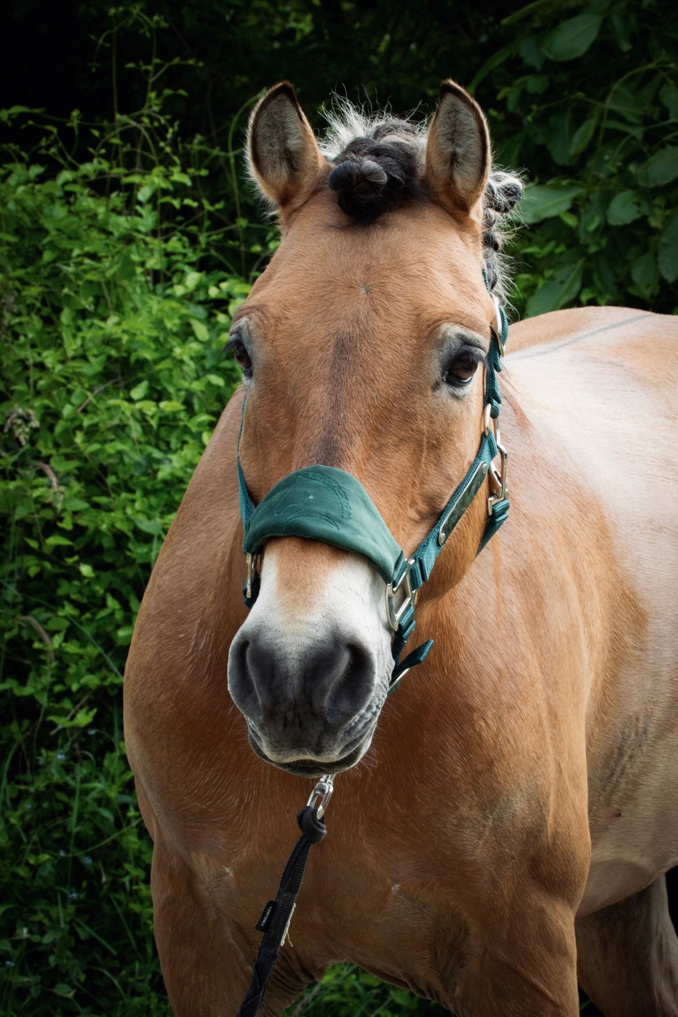 Licol velours vert sapin - equipassion - boutique