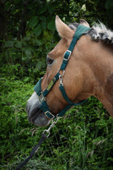 Licol velours vert sapin - equipassion - boutique