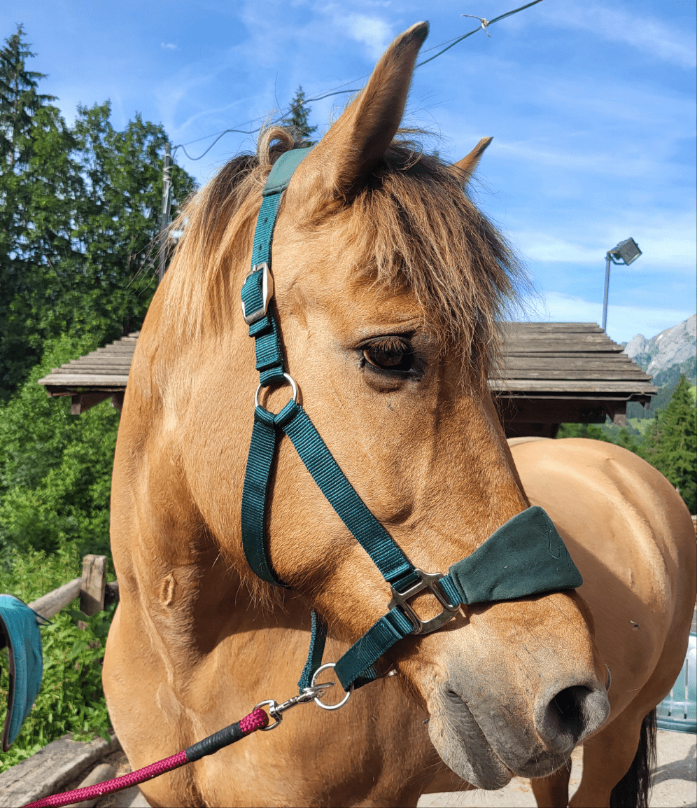 Licol velours vert sapin - equipassion - boutique