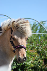 Licol cuir et strass noir poney / shetland