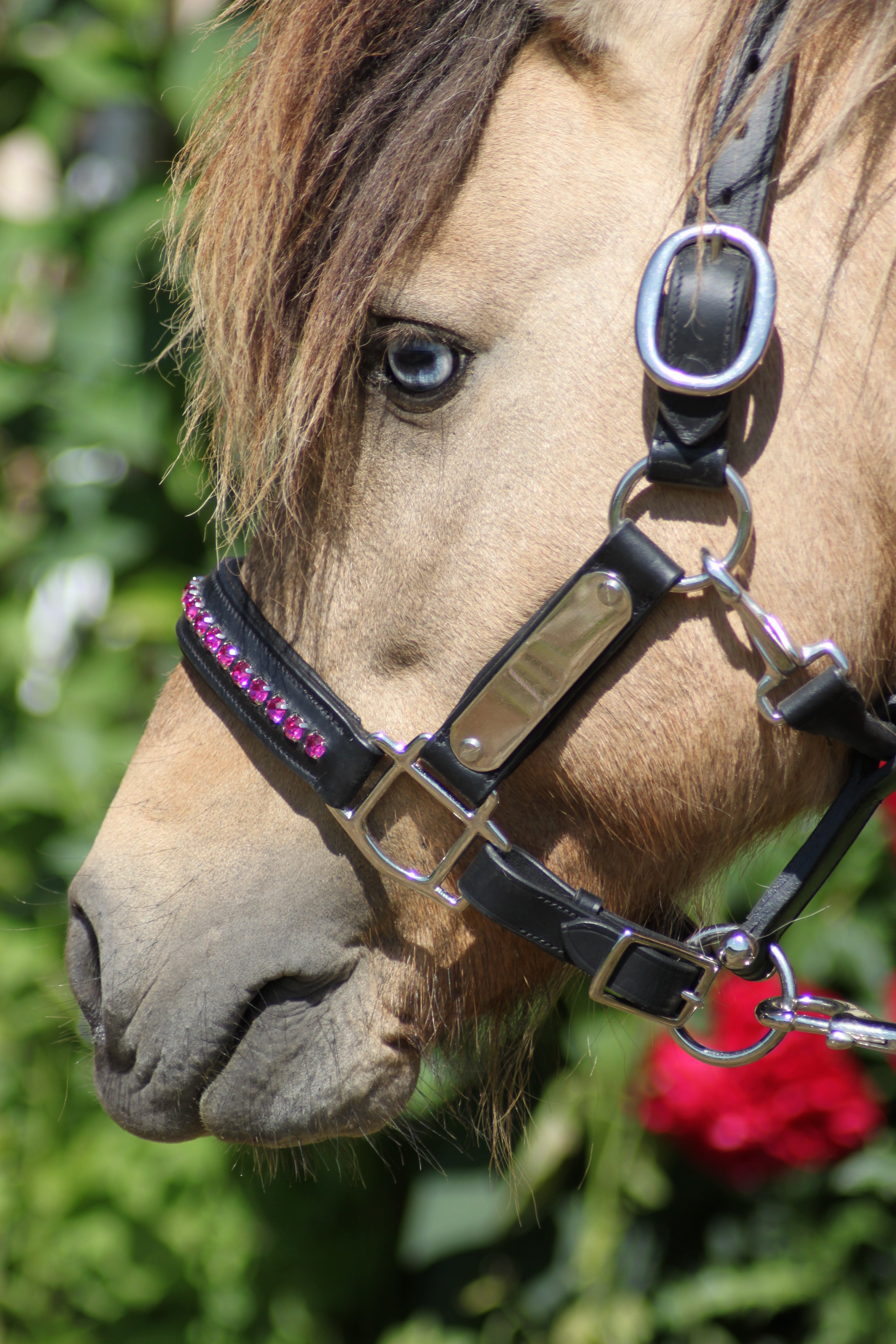 Licol cuir et strass noir poney / shetland