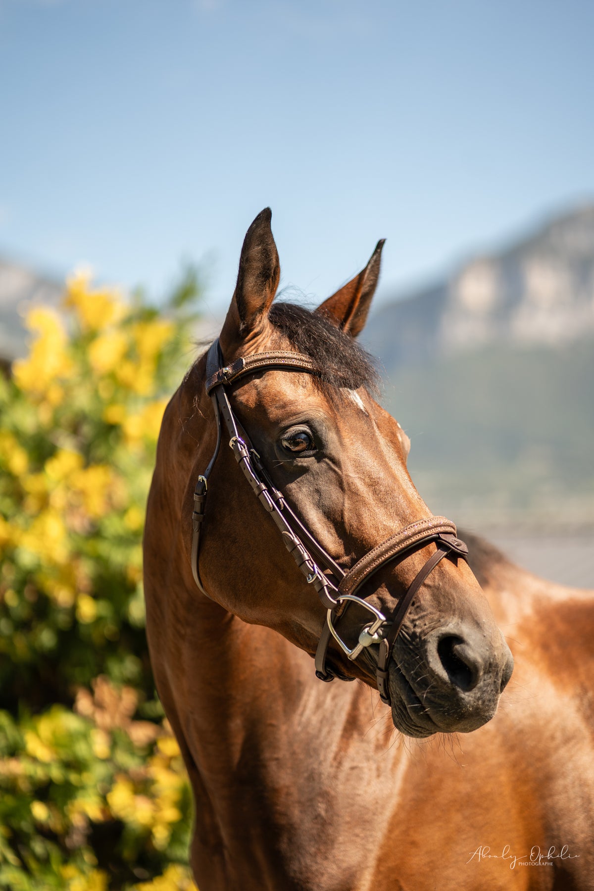 Filet anatomique Aura marron en cuir – Equipassion