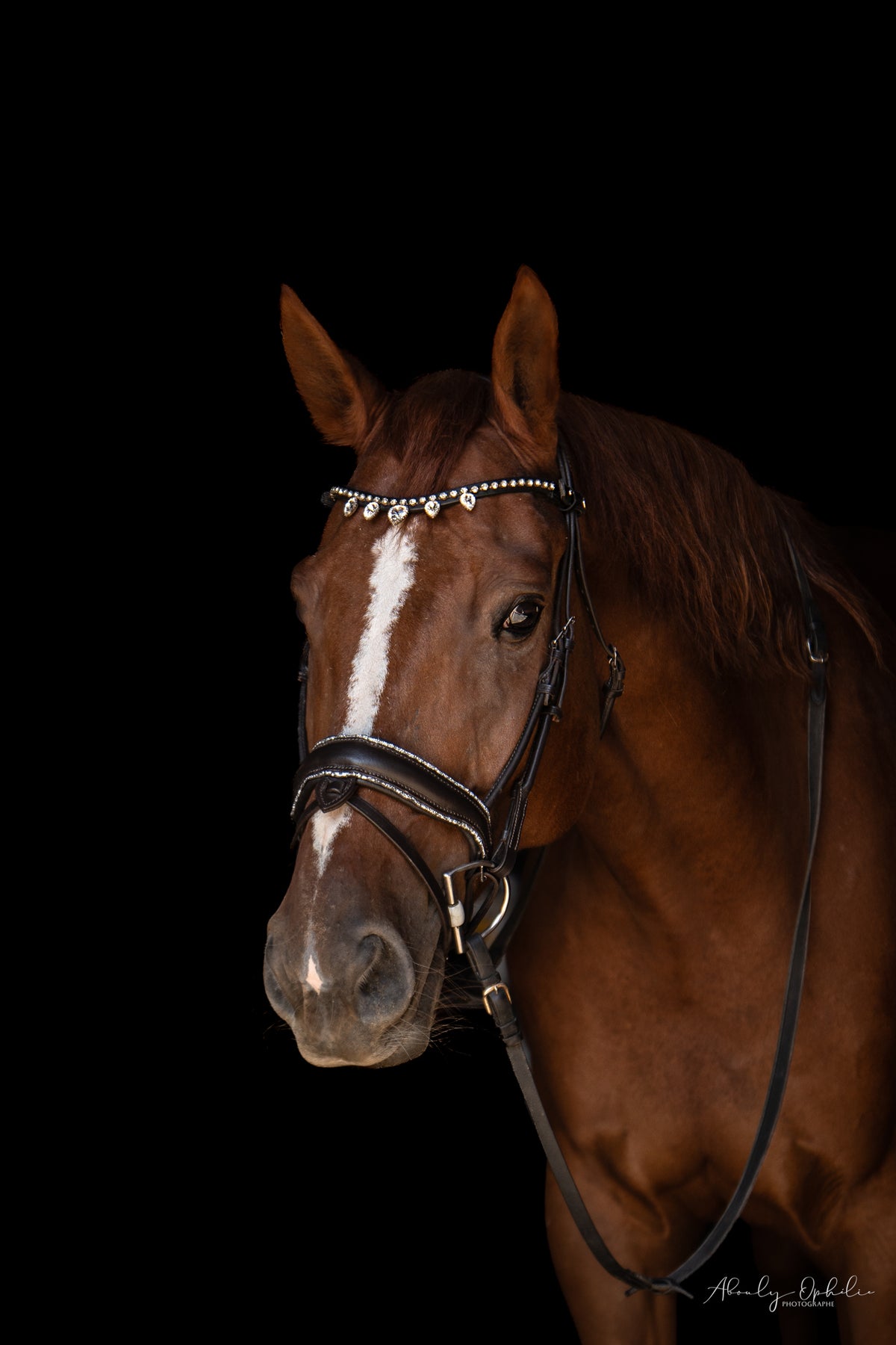 Filet anatomique Éclat en cuir havane avec strass | Equipassion