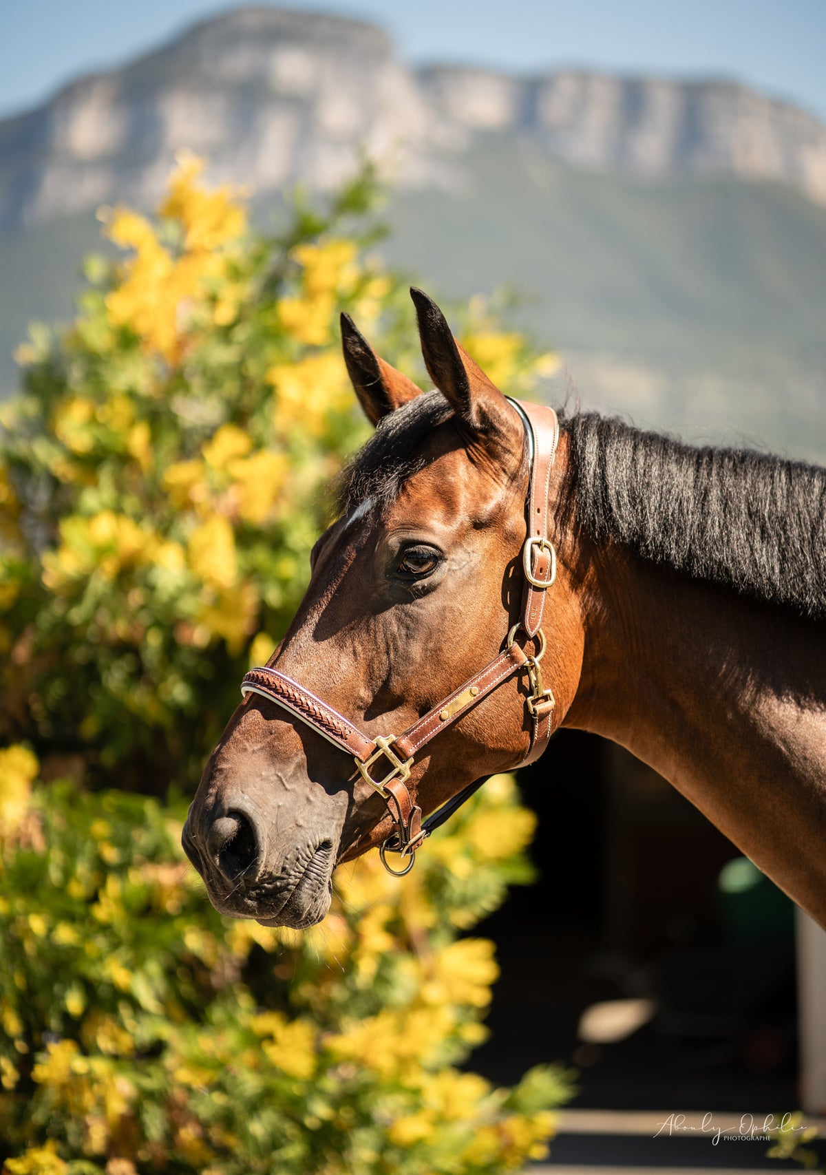 Licol en cuir cheval tressé cognac et blanc | Equipassion
