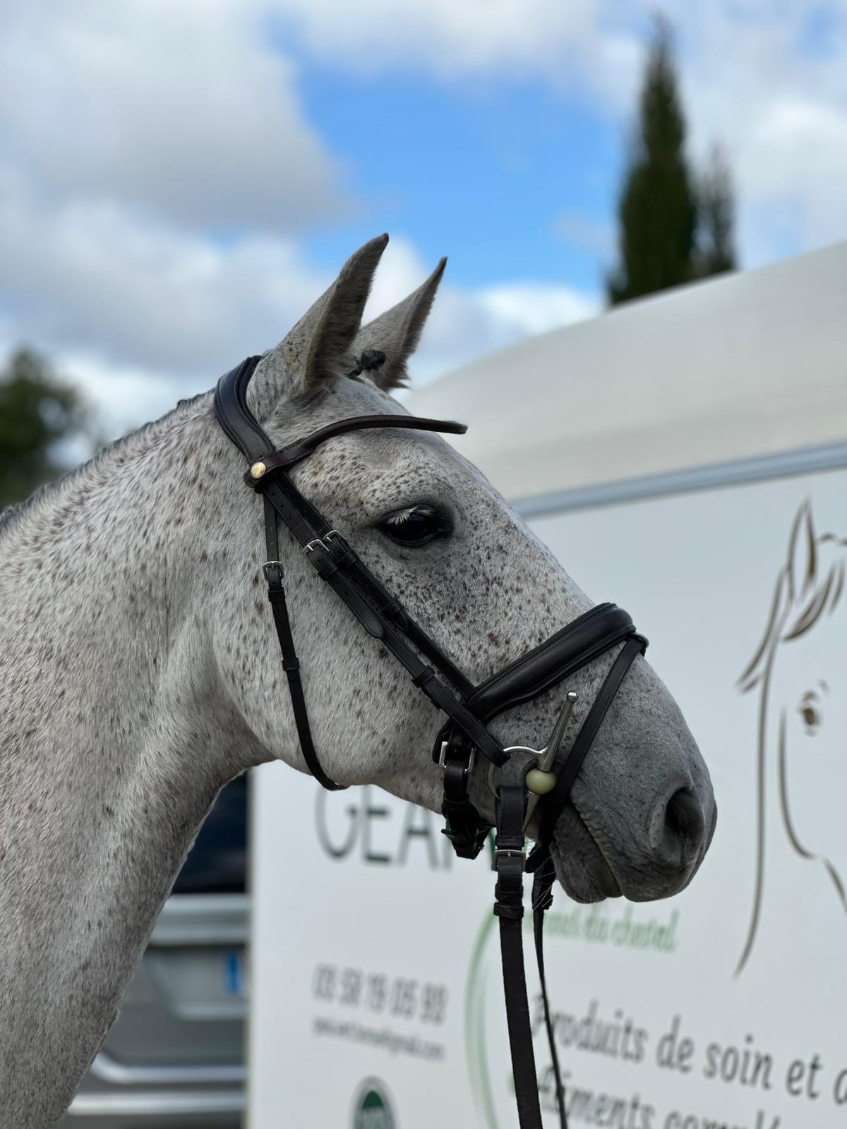 Frontal hunter - Frontal cheval cuir ultra fin