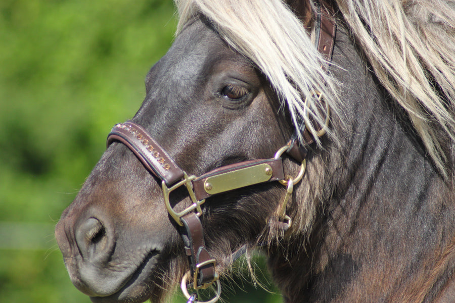 Licol cuir et strass marron poney / shetland