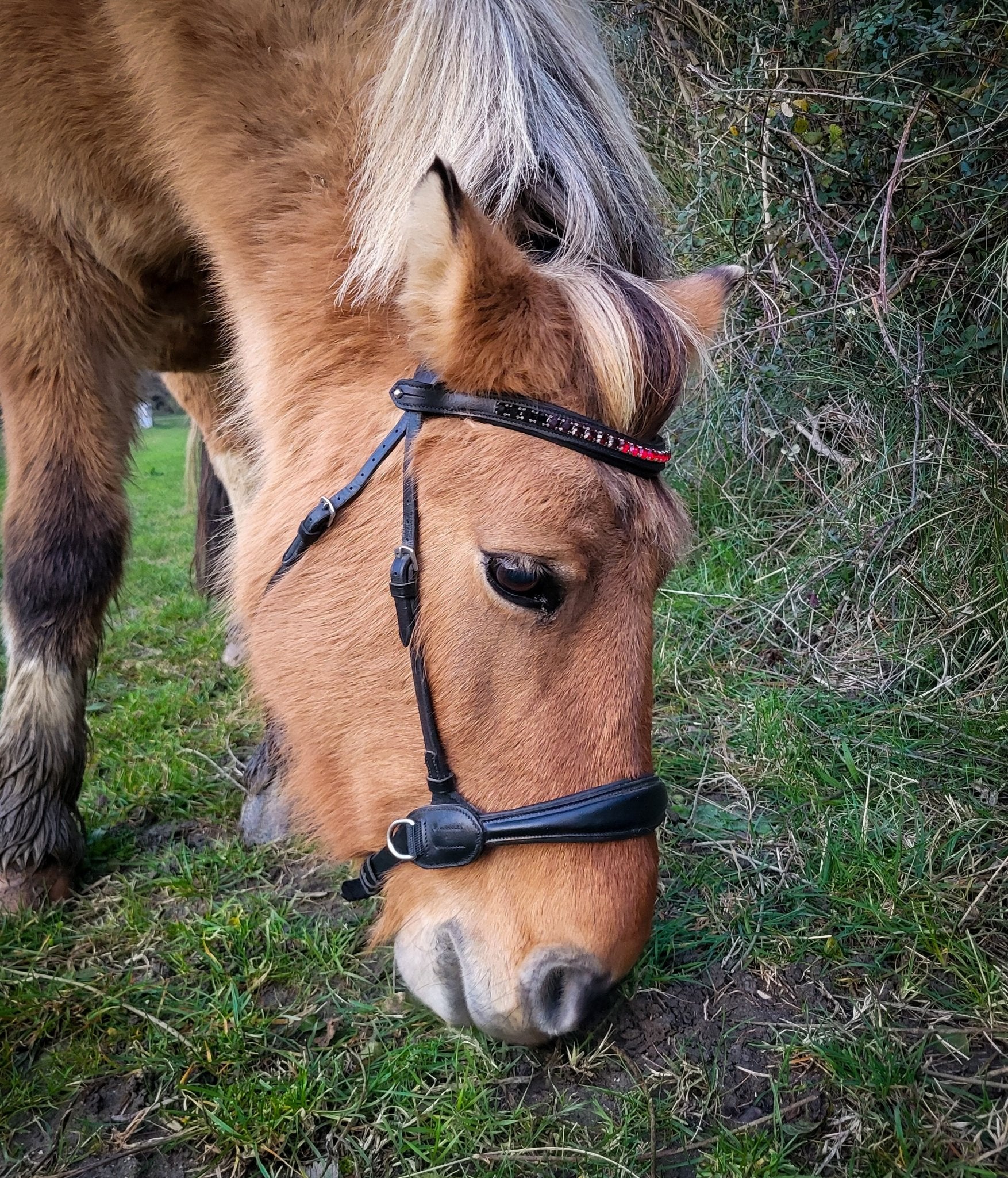 Side pull anatomique cuir harmony - noir - equipassion - boutique
