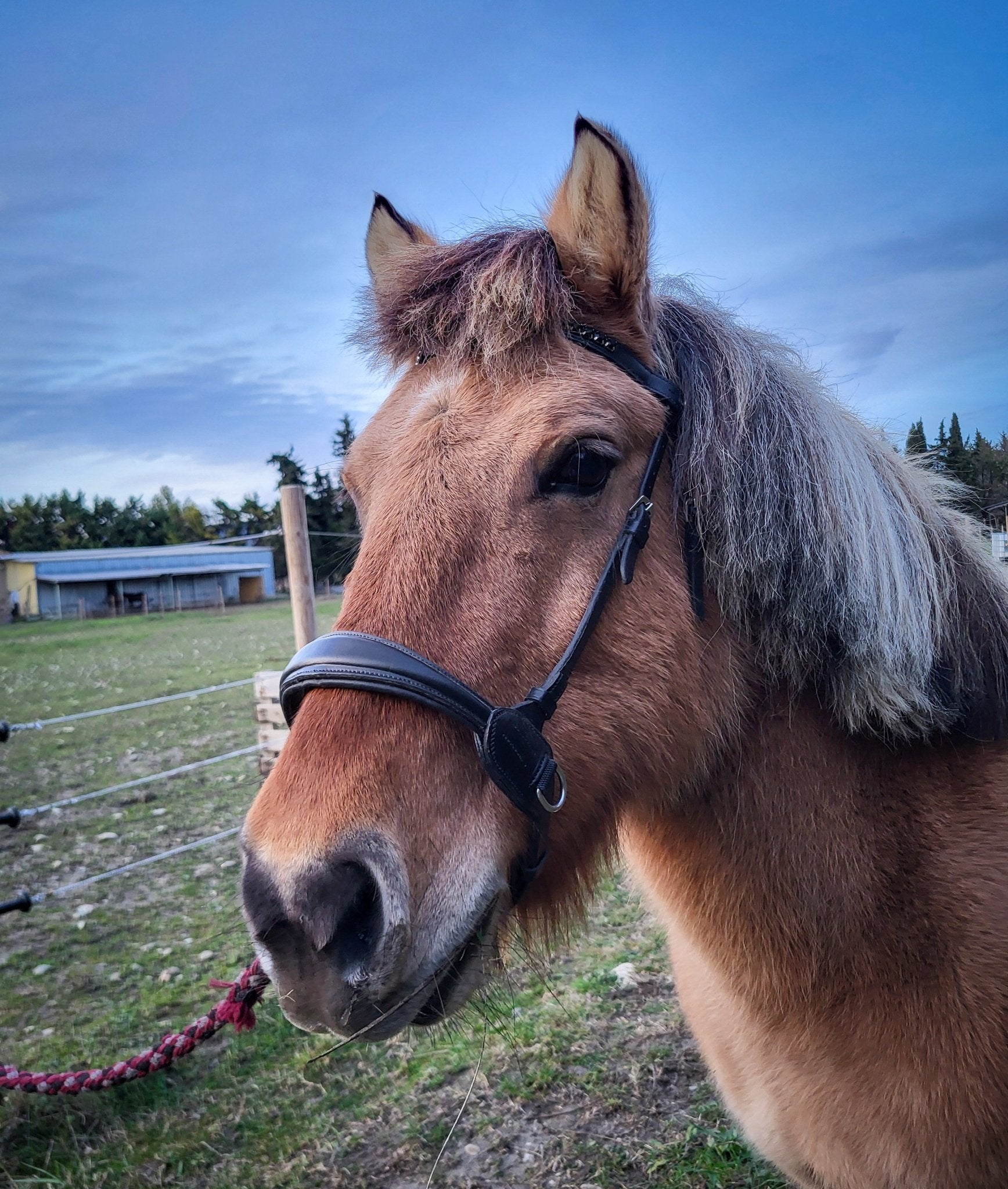 Side pull anatomique cuir harmony - noir - equipassion - boutique