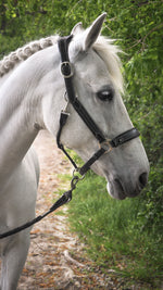 Charger l&#39;image dans la galerie, Licol cuir noir cheval
