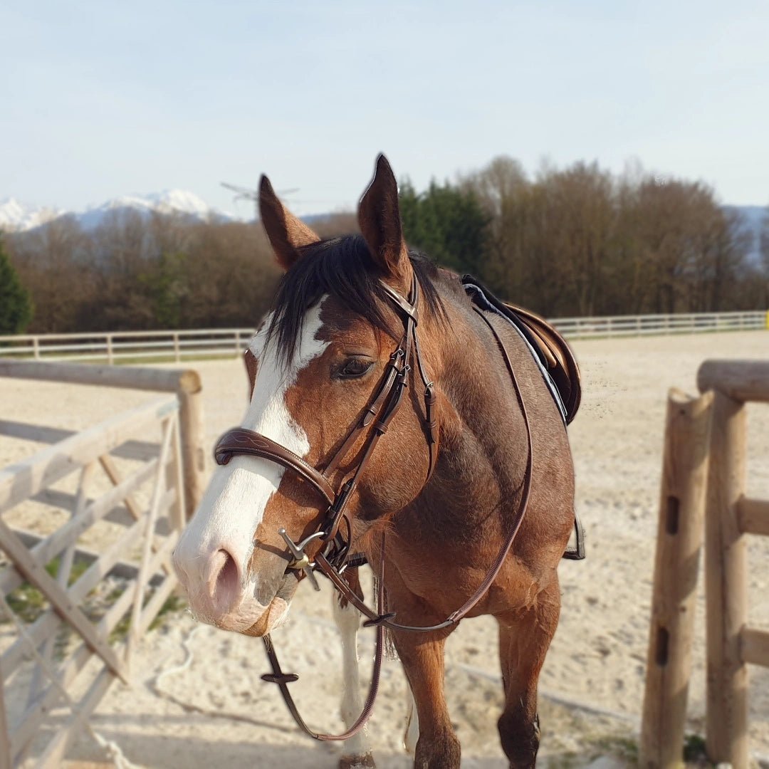 Filet cuir noisette - Élégance et confort - equipassion - boutique