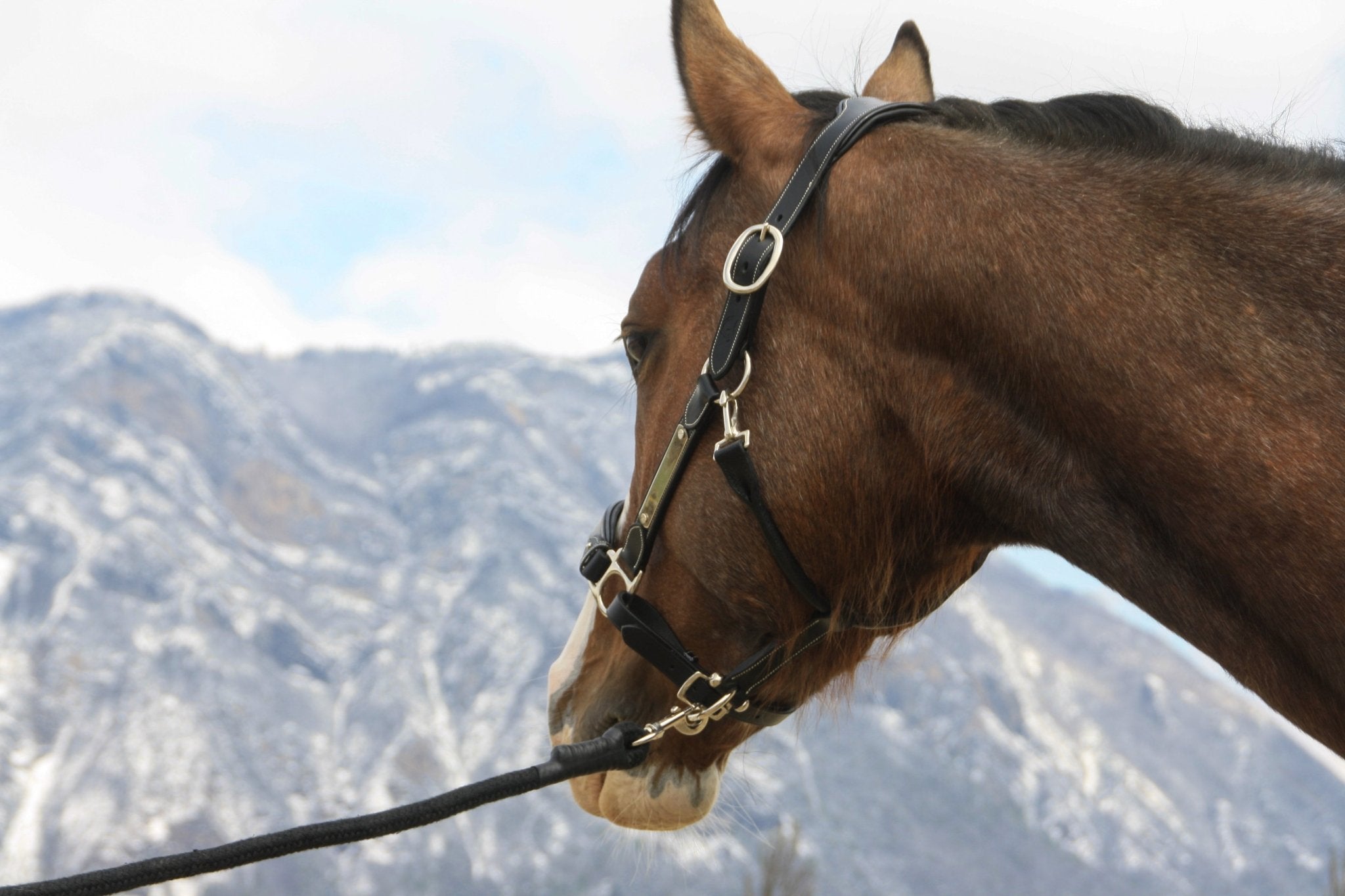 Licol cuir noir cheval élégance - equipassion - boutique