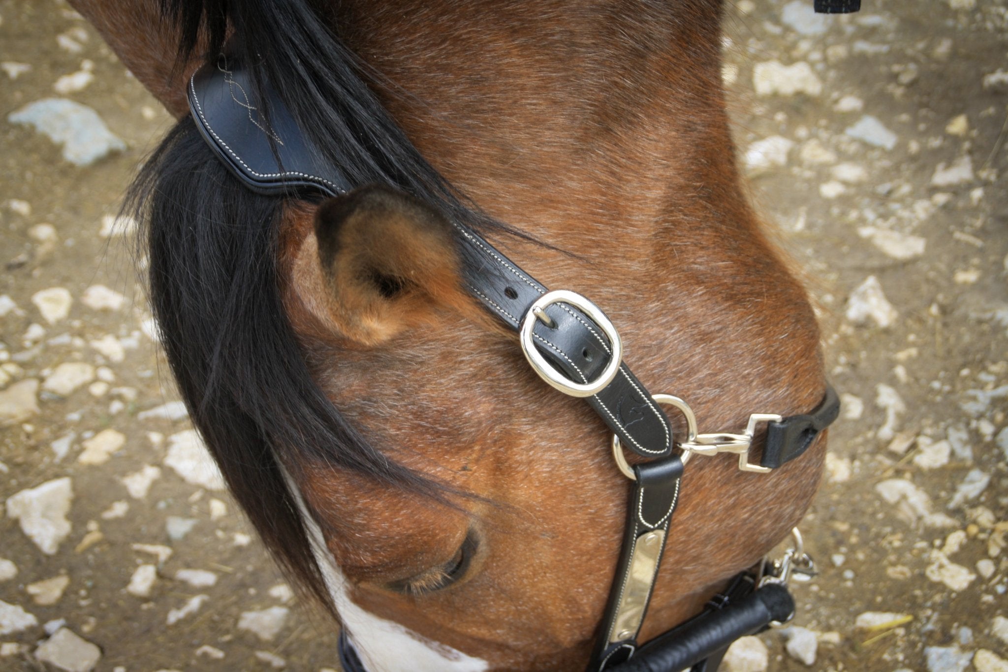 Licol cuir noir cheval élégance - equipassion - boutique