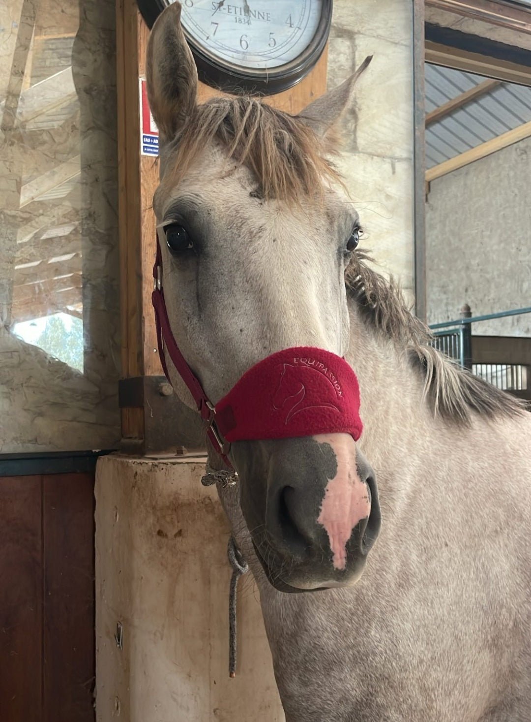 Licol nylon bordeaux - equipassion - boutique